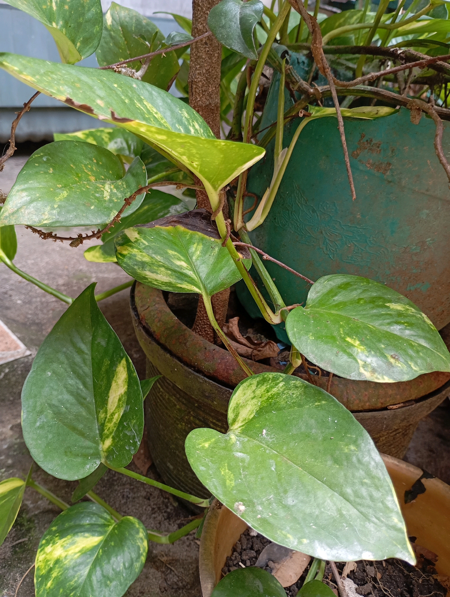 The image shows a close-up of a potted Pothos plant, likely outdoors, with its leaves exhibiting variegation of green and yellow. Several of the leaves show signs of browning or damage. The plant is in a weathered brown pot, which is itself inside a larger, dark green planter. The background suggests an outdoor setting with a gray concrete surface and a hint of a light blue wall or structure. The scene is devoid of any people or animals. The context of Balikpapan, Indonesia, is not directly discernible from the visual elements of the image itself, as the photograph captures only the plant and its immediate surroundings, which could be found in various urban or suburban environments.