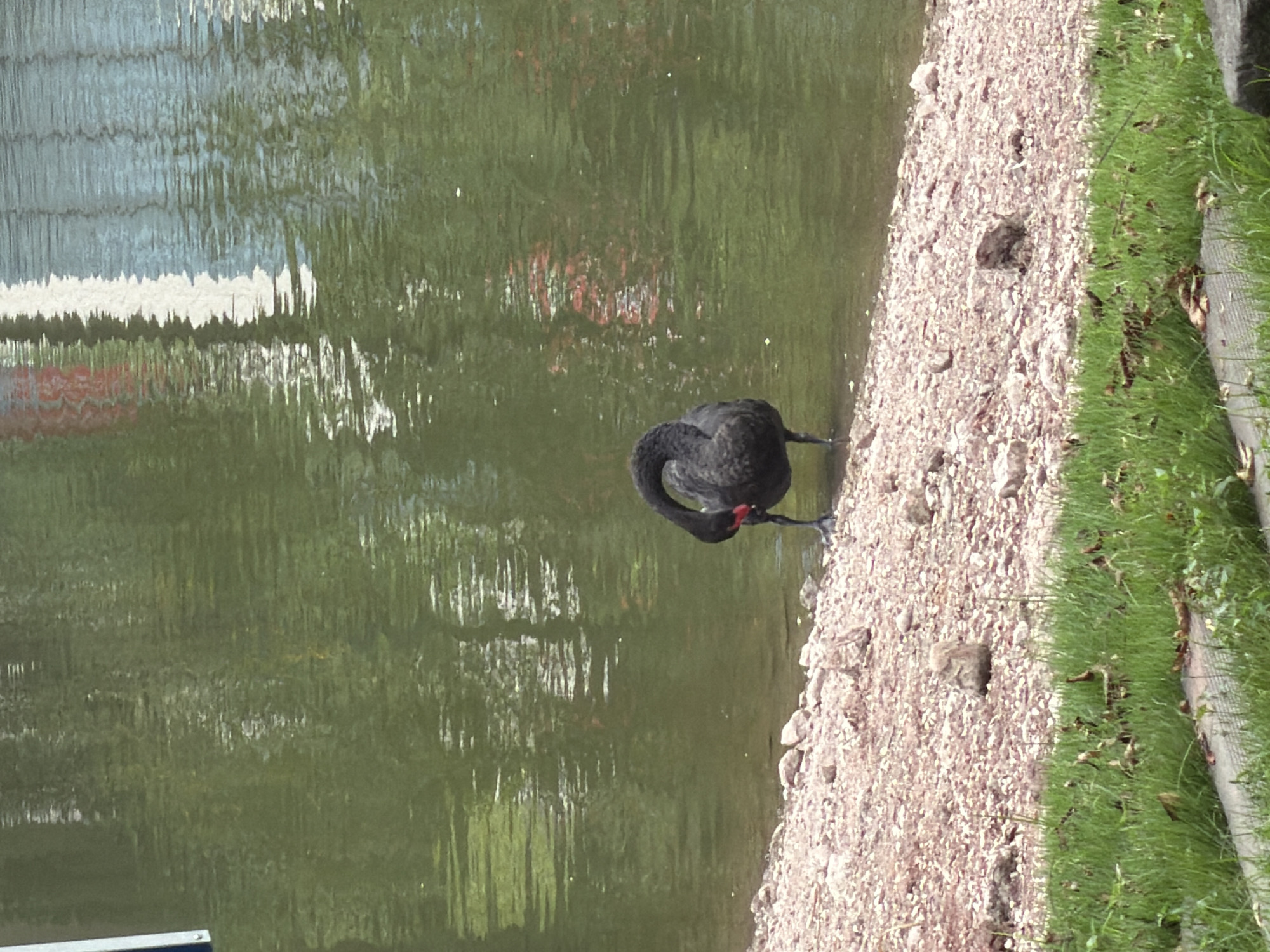 In the city of Jiangjin, China, a solitary black swan stands at the edge of a body of murky green water. The swan is positioned on a shore covered in small, light-colored pebbles and a few larger rocks. Its neck is curved downwards, and it appears to be preening or grooming itself. The water's surface is rippled, reflecting the surrounding greenery and some indistinct, colorful shapes, possibly from nearby structures or vegetation. In the foreground, a patch of vibrant green grass borders the pebbled shore, with some dried leaves scattered within it. The overall scene suggests a tranquil, natural setting within an urban or semi-urban environment.