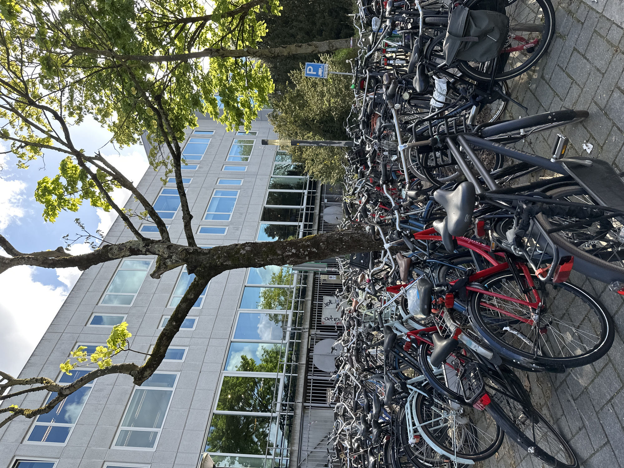 This outdoor scene captures a dense collection of bicycles parked alongside a modern building and beneath a large tree, characteristic of an urban environment in Amsterdam, Netherlands.
The primary subject is a massive, tightly packed group of bicycles, predominantly black, but with several red, light blue, and silver models interspersed. They are parked on a grey paver stone ground, with many appearing to be secured with locks. Various bicycle accessories are visible, including baskets, rear racks, lights, and saddlebags, one of which is a dark grey messenger-style bag. On the frame of one black bicycle, the text "VAN BEECKEL" is visible, and an "ABUS" lock is seen on a red bicycle. The sheer quantity of bikes suggests a popular and well-utilized cycling area.
To the left, a multi-story, contemporary building with a grey, possibly concrete or stone facade stands tall. Its numerous rectangular windows reflect the bright blue sky, white clouds, and the surrounding trees, adding depth and light to the structure.
Dominating the left side and top-left of the image is a large deciduous tree with a thick, textured trunk and branches. Its bright green leaves indicate either spring or early summer foliage, and the sunlight filters through them, creating a vibrant effect.
In the mid-ground, nestled between the building and the bicycle-filled area, a blue rectangular sign with a white 'P' (for parking) and a bicycle icon clearly designates a bicycle parking zone. A slender streetlight or utility pole is also partially visible nearby.
The scene takes place during the daytime under clear skies with some visible clouds, suggesting pleasant weather. The sunlight casts shadows, indicating a bright morning or afternoon. The overwhelming number of bicycles strongly cues the location as a busy Dutch city like Amsterdam, where cycling is a dominant mode of transport. No people are visible in the image.