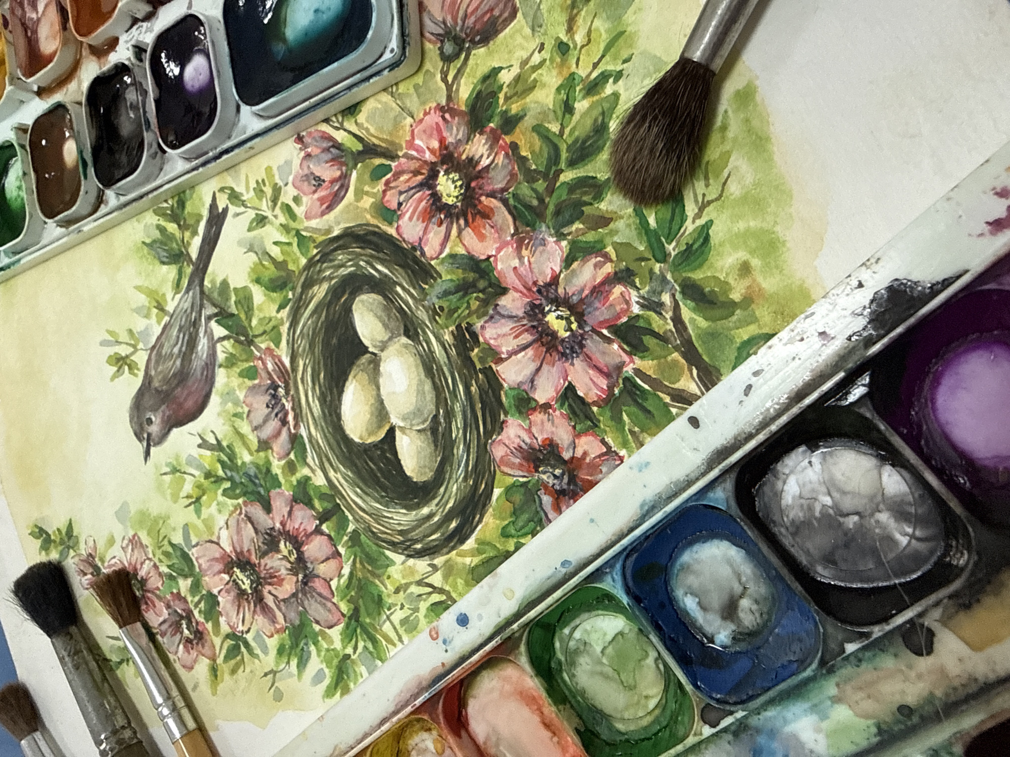 This media file is a top-down, close-up photograph of an artist's workspace, featuring watercolors and a partially completed painting. The main subject of the painting is a bird perched on a branch near a nest containing three eggs, surrounded by pink flowers and green leaves. The art is rendered in a soft, impressionistic watercolor style.
Dominating the foreground and spilling into the frame are two watercolor palettes. The palette on the left is a metal tin with multiple wells filled with various colored paints, including shades of green, brown, and what appear to be purples and blues. The palette on the right is a white plastic tray, also containing various paints, with some wells showing signs of use and water.
Several paintbrushes are also visible. A large, fluffy brush with a dark handle rests near the top right of the painting. Two smaller brushes with metal ferrules and wooden handles are positioned in the lower left corner, suggesting they are in active use. A third, very small brush is partially visible in the bottom left.
The setting appears to be an indoor artist's studio, as indicated by the arrangement of art supplies and the presence of a painting in progress. There are no obvious cues about the time of day, weather, or specific location within Vladivostok, Russia, other than the provided context. The overall mood conveyed is one of creative activity and quiet contemplation, the focus being on the artistic process and the natural subject matter. There is no visible text in the image.