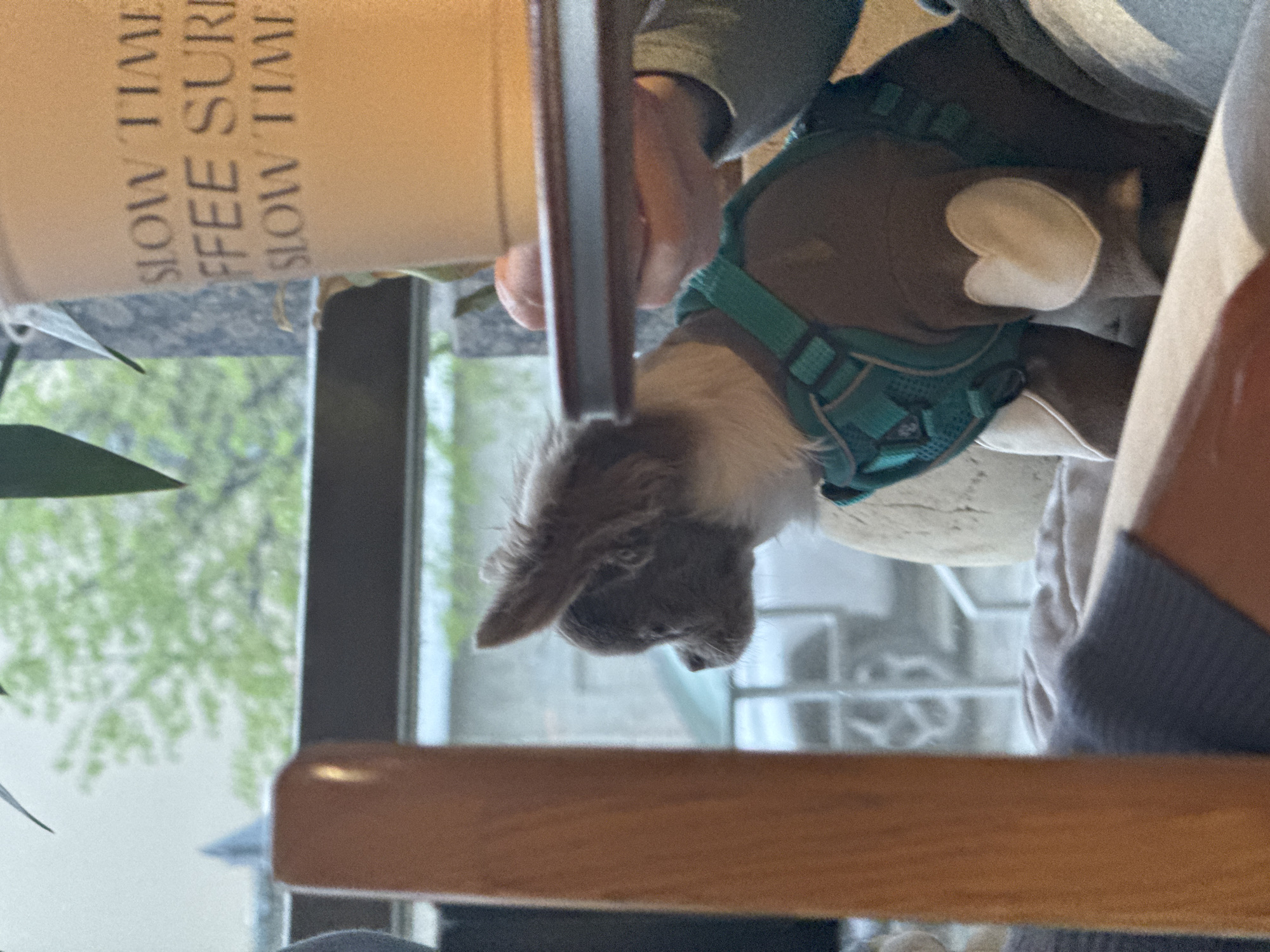 A small, brown and white dog wearing a teal harness sits on a chair next to a person in a café. A coffee cup with the words "SLOW TIME COFFEE SURFERS" is visible. The view out the window shows green foliage. The location appears to be a café in Kazan, Russia.