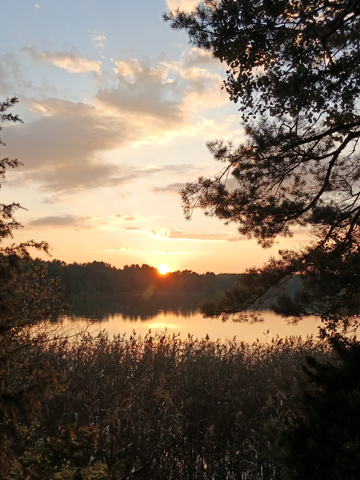 A serene sunset over a tranquil body of water, framed by the silhouettes of trees and reeds. The sky is a canvas of warm oranges, yellows, and soft pinks, with scattered clouds tinged by the fading sunlight. The sun itself is a bright orb, just above the horizon, casting a golden glow across the water's surface. A dense line of reeds borders the water, their dry stalks catching the light. In the foreground and along the edges of the frame, dark green pine branches with feathery needles are visible, adding depth and a sense of being immersed in nature. The scene evokes a peaceful, natural environment, likely a lake or river on the outskirts of the Парэцкі сельскі Савет, Belarus. There are no people or discernible human activity in the image, emphasizing the untouched beauty of the landscape.