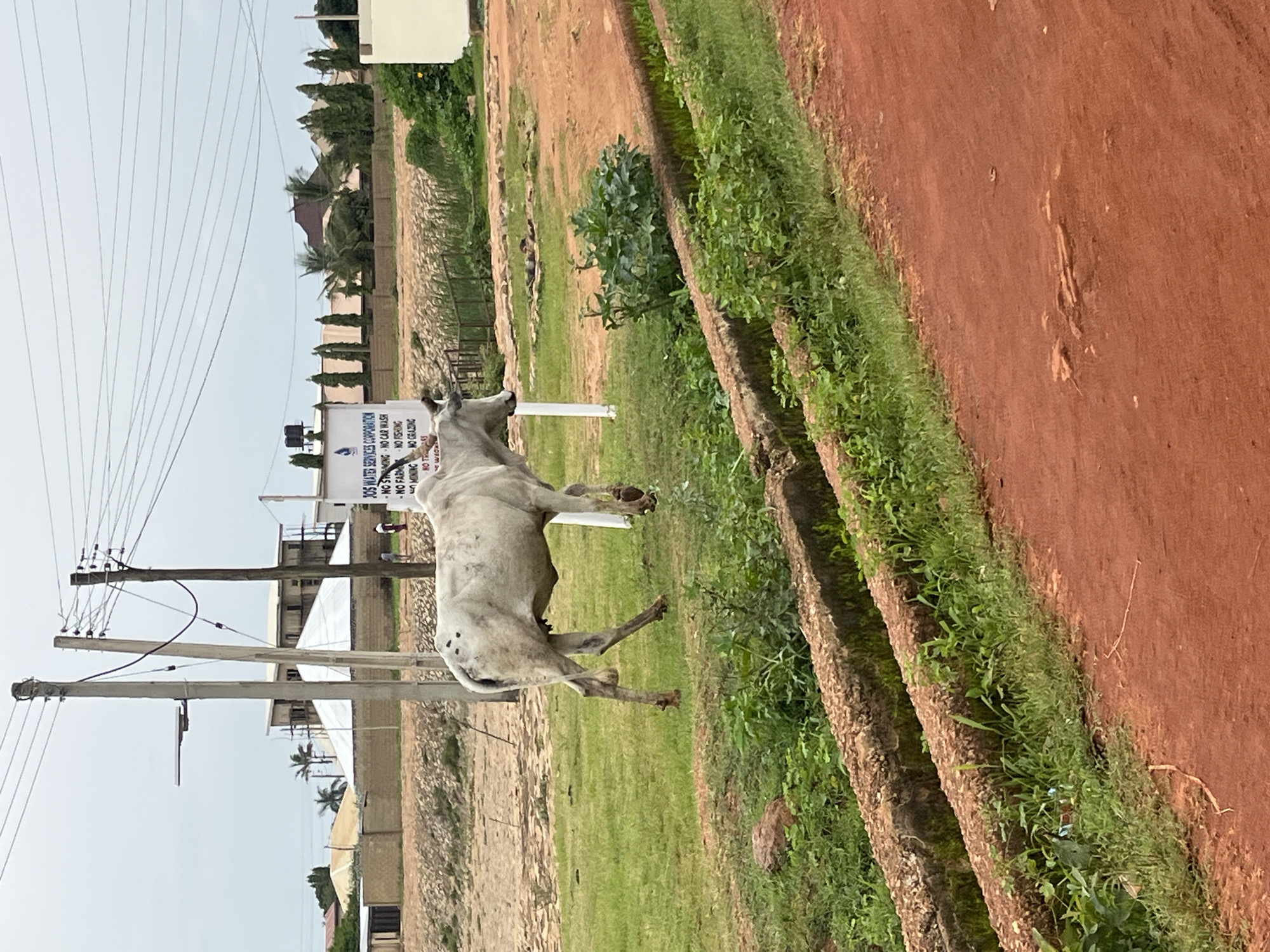 In Bukuru, Nigeria, a partially overcast sky looms over a scene dominated by a white cow standing in a grassy area near a dirt road. The cow, exhibiting dark spots on its back, is captured in a side profile, facing towards the right of the frame. In the background, a signpost for "JOS WATER SERVICES CORPORATION" is visible, accompanied by a list of prohibitions including "NO SWIMMING," "NO CAR WASH," "NO FISHING," "NO MINING," and "NO GRAZING." Further behind the signpost, a multi-story building under construction stands, surrounded by smaller structures and trees. The environment features a dry, reddish-brown dirt road in the foreground, with a concrete drainage ditch filled with green vegetation running alongside it. Power lines stretch across the sky, supported by utility poles. The overall impression is a rural or semi-urban setting on the outskirts of a Nigerian city.