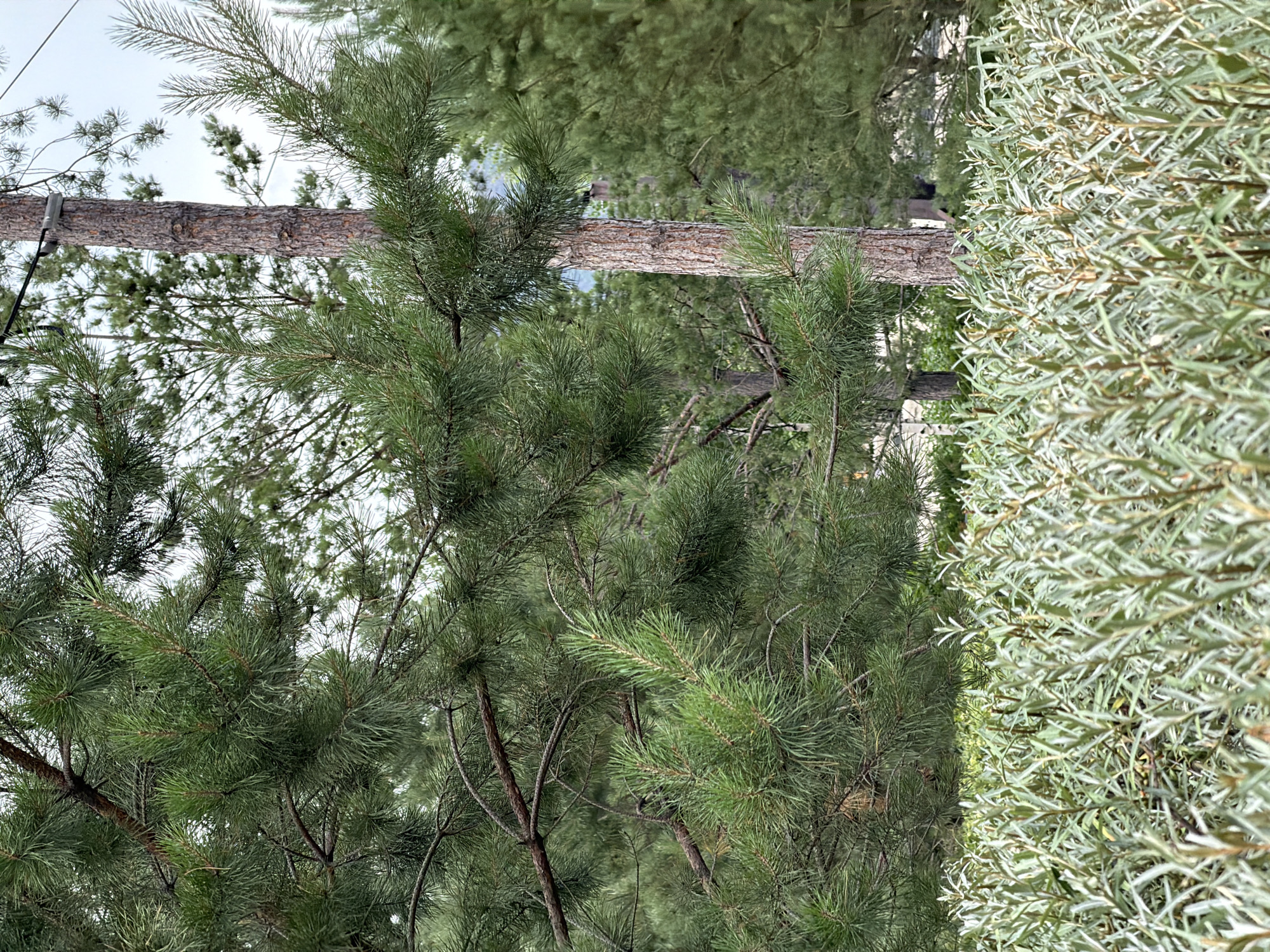 The image shows a close-up, vertically oriented view of pine trees and a silvery-green shrubbery. The pine trees, with their characteristic needle-like leaves, fill the left and central portions of the frame, their branches forming a dense canopy. A horizontal tree trunk, rough and textured with bark, is visible across the middle of the image, appearing to be suspended or part of a structure, possibly a wooden fence or support. The silvery-green shrubbery occupies the right side of the frame, its narrow leaves creating a textured, almost feathery appearance. The background consists of more greenery and a hazy sky, suggesting an outdoor setting. The lighting is soft, indicating it might be an overcast day or early morning/late afternoon. There is no visible text or discernible activity. The overall impression is one of a natural, possibly rural or park-like environment in Russia, given the location context of Озерное (майминский).