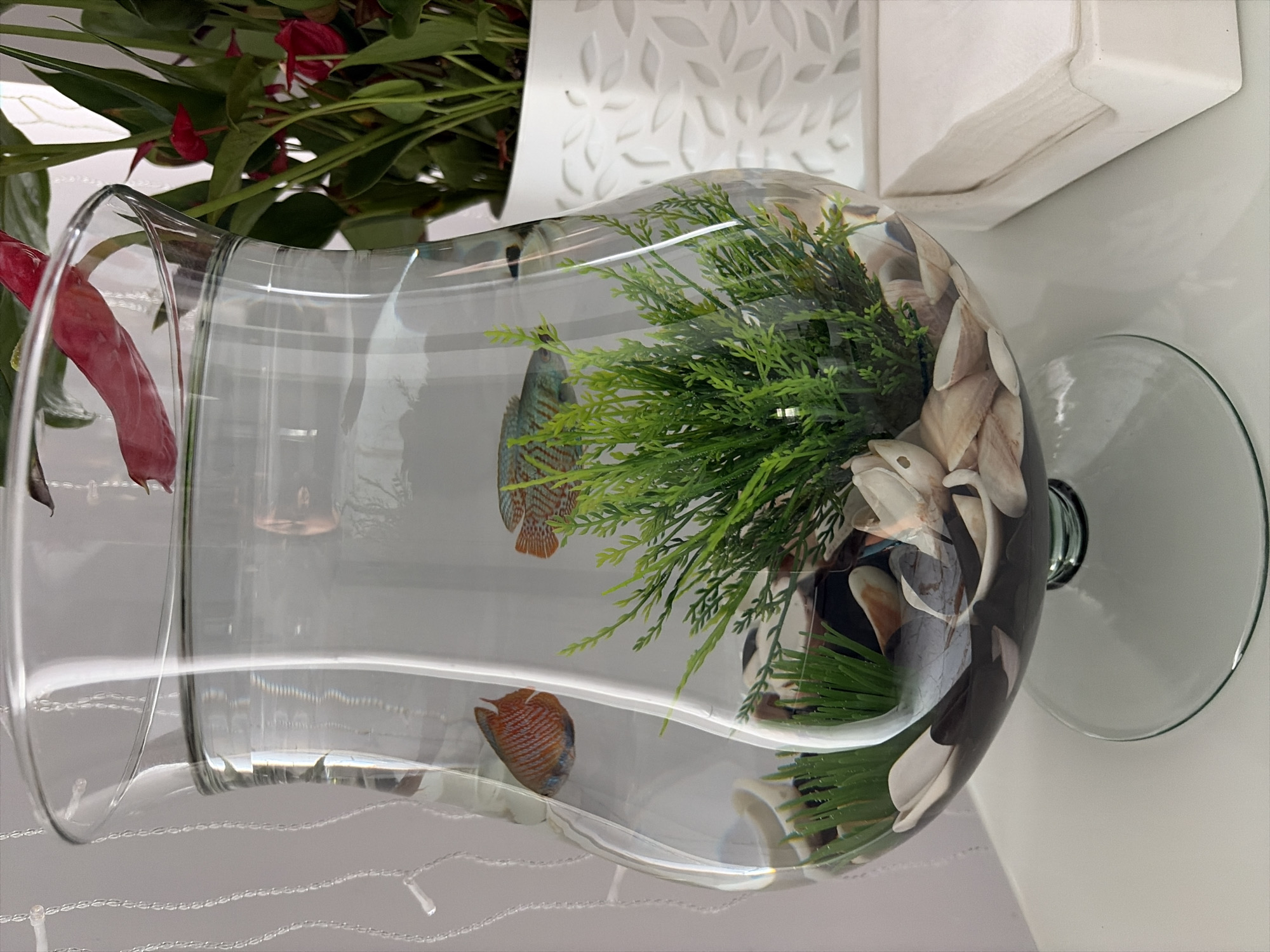 This is a close-up, eye-level, medium shot of a fishbowl on a white surface. The fishbowl contains two small fish, one orange and one blue and green, swimming in clear water. The bottom of the fishbowl is decorated with sand, shells, and artificial green plants. Behind the fishbowl, a white planter with a red-flowered plant is visible. To the right of the fishbowl, a white napkin holder filled with white napkins is present. The background is out of focus and appears to be a white wall with faint strings of white lights. The scene is brightly lit, and the overall impression is of a domestic setting. The image was taken indoors. No specific location in Moscow, Russia, can be identified from the image.