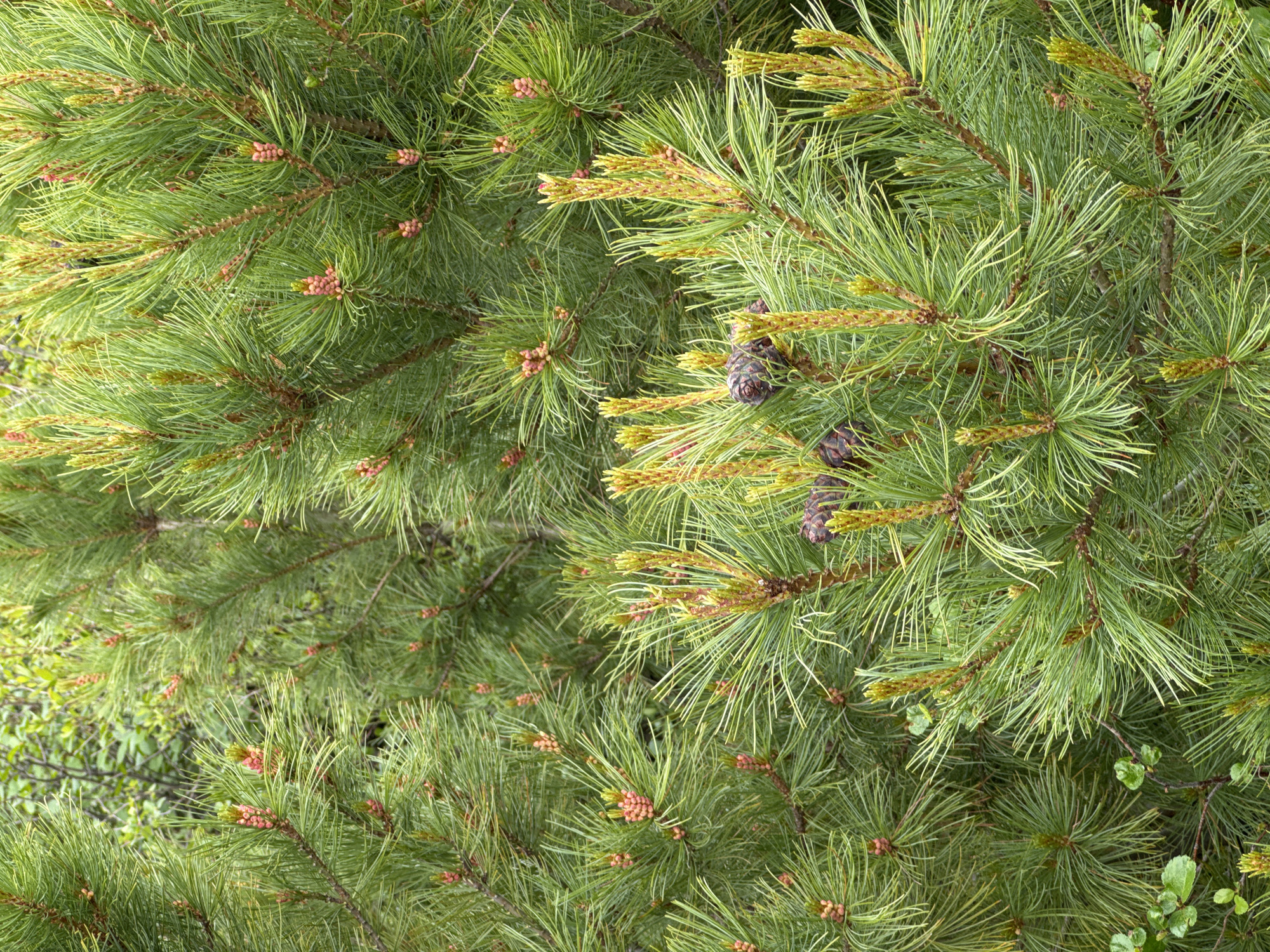 A close-up, high-angle shot captures the dense evergreen foliage of a pine tree, likely in Anosovskii, Russia. The image is filled with sharp, needle-like green leaves, interspersed with numerous small, reddish-pink pine cones that are in various stages of development. Some branches also show newer, lighter green growth tips, hinting at the season. A few mature, dark brown pine cones are visible, adding texture and contrast to the scene. In the lower left quadrant, a small cluster of broader, light green leaves from a different plant peeks through the pine needles, suggesting a mixed natural environment. The overall impression is one of abundant, healthy plant life in a natural setting.