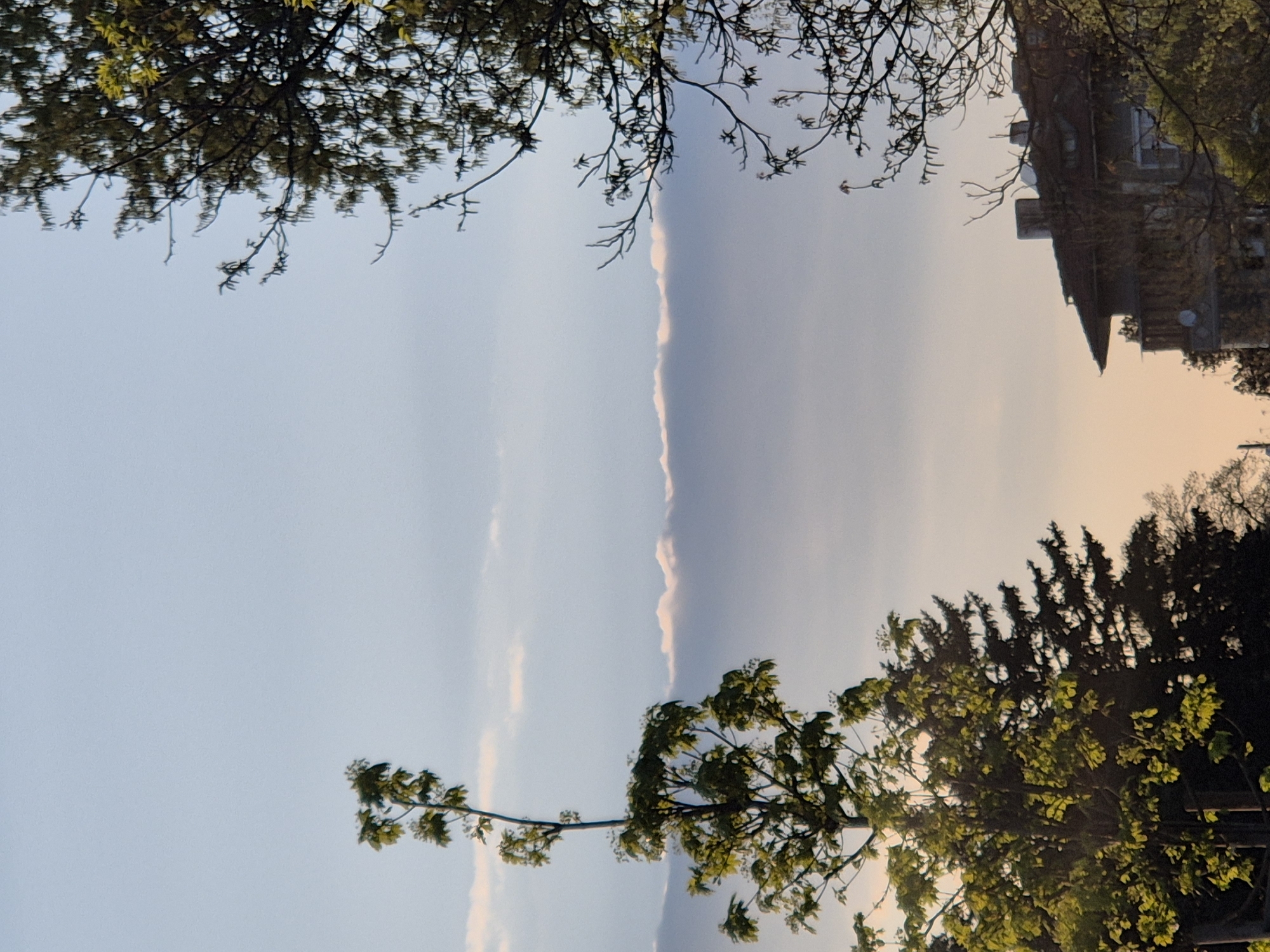The image shows a view of the sky and trees, possibly taken in or around Pavlikeni, Bulgaria. The camera angle is tilted, framing the scene between tree branches and foliage. The sky is pale blue with thin clouds, transitioning to a hazy, slightly yellow hue towards the right side, potentially indicating sunrise or sunset. At the top right, the corner of a building is visible amidst the trees. Dominant features are the various trees and branches framing the sky.