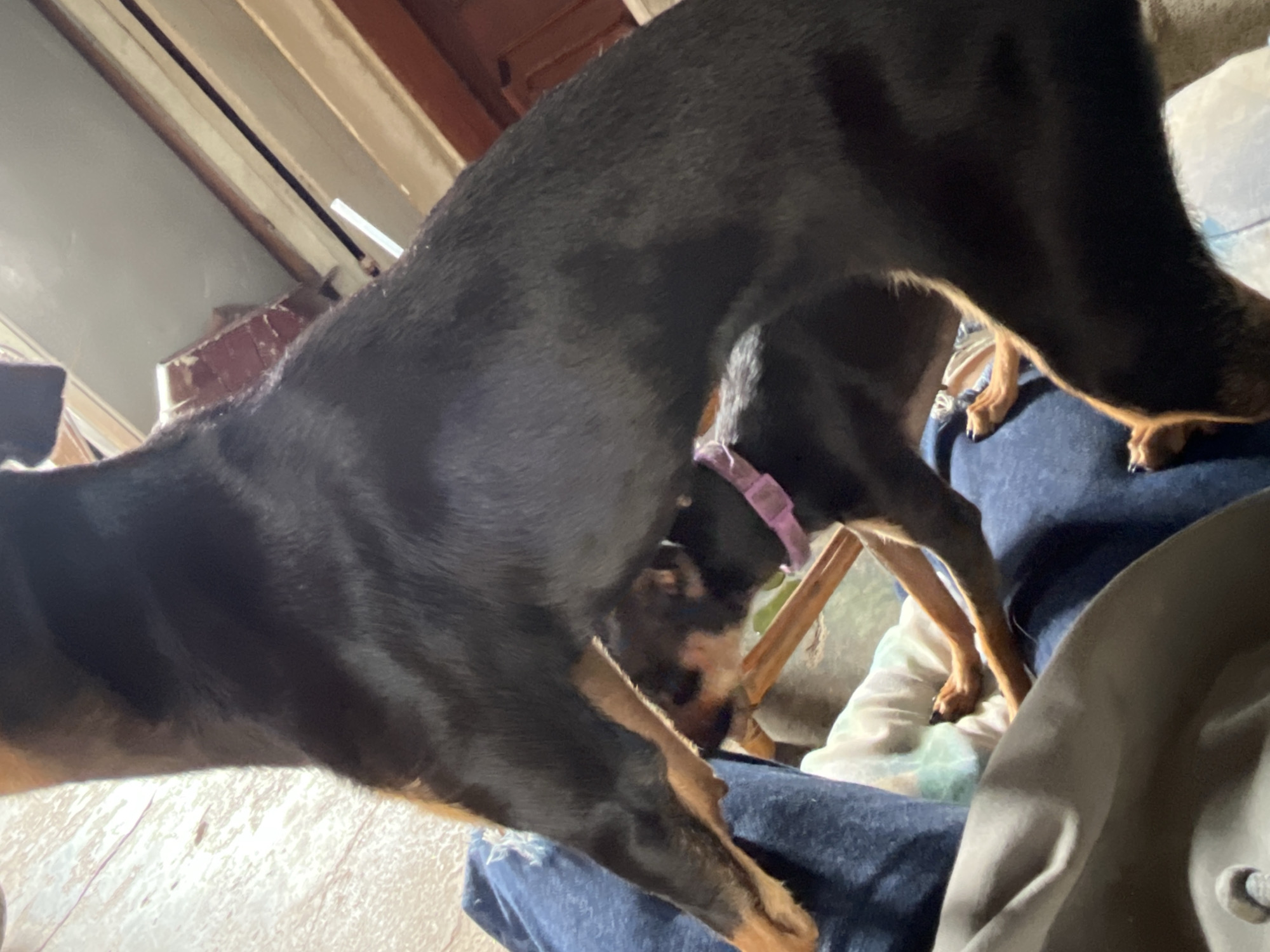 Two dogs are in a room in Juan Griego, Venezuela. The dog in the foreground, which is larger, is black with tan markings on its legs and chest. It is standing with its hindquarters in the lower right corner of the frame, and its front legs are extended towards the left. The dog in the background is smaller and also black with tan markings, wearing a pink collar. It appears to be chewing on a long, light-colored object. The dogs are on a surface covered with blue and white fabric. The background of the image is out of focus, showing what appears to be wooden structures and possibly a window or doorway.
