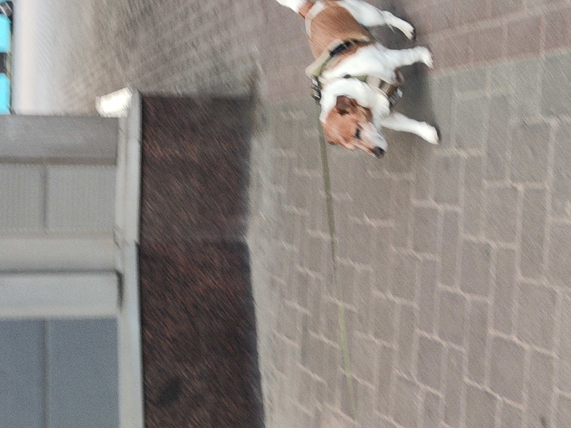 The media file shows a Jack Russell Terrier dog wearing a harness and leash. The dog is predominantly white with tan markings on its head, ears, and back. Its tail is raised and its body is in motion, suggesting it is running or playing. The dog is on a paved surface that appears to be cobblestone or brick. In the background, there is a dark brown, wooden-textured surface and a glimpse of a white structure, possibly a building or fence. The lighting suggests it could be daytime, but the overall quality of the image is somewhat blurry, making precise details difficult to discern. The scene appears to be outdoors, possibly in a park or a public walkway. There is no visible text in the media file. The overall mood seems energetic and playful, attributed to the dog's activity. The context provided indicates the location is Saint Petersburg, Russia.
