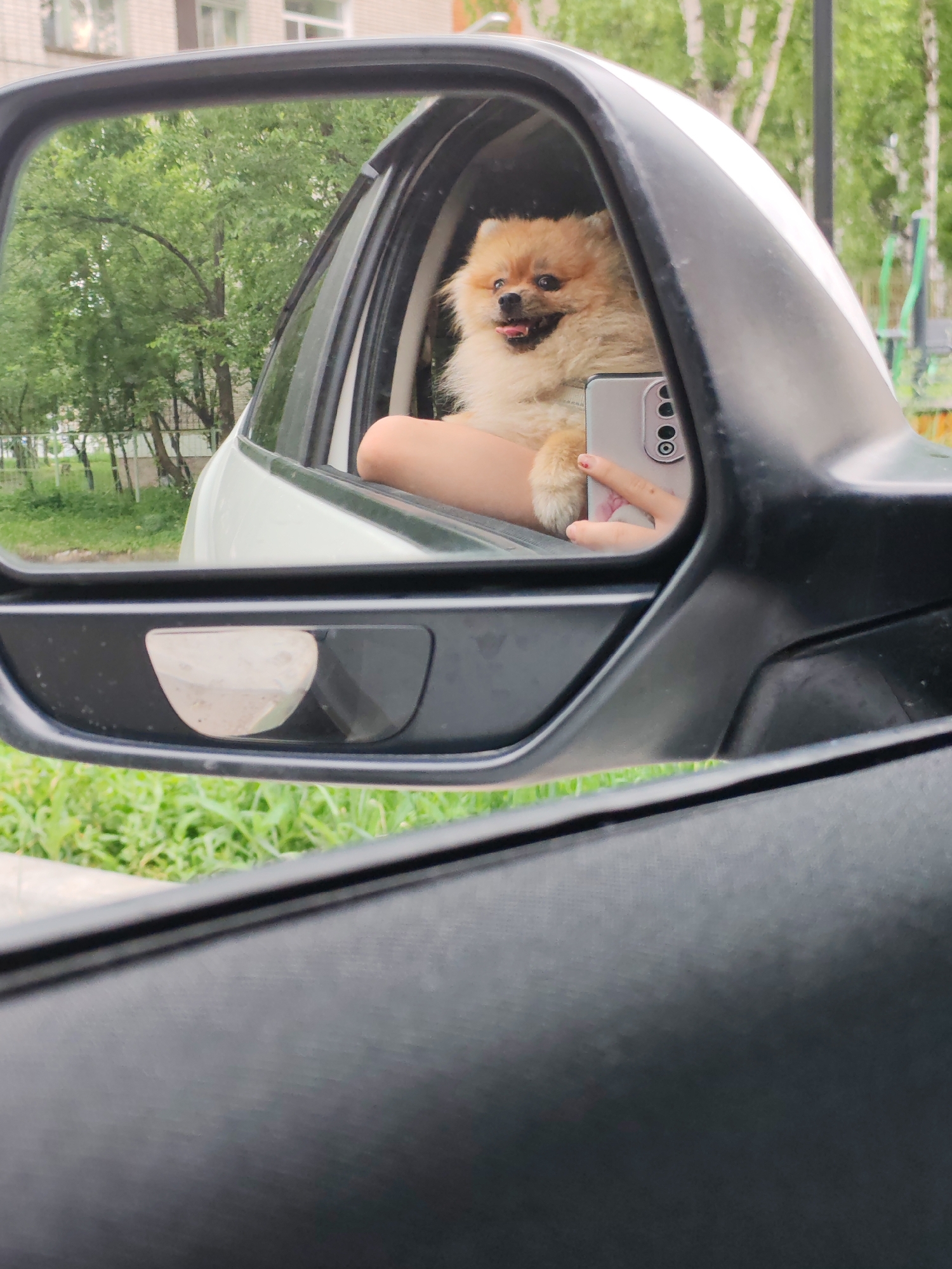 A pomeranian dog is in the reflection of a car's side mirror. The dog is looking out of a car window, with its tongue sticking out. A person's hand holding a smartphone is also visible in the reflection, as they are taking a picture of the dog. The scene appears to be in Komsomolsk-on-Amur, Russia, with trees and a building visible in the background. The car is parked on a street.