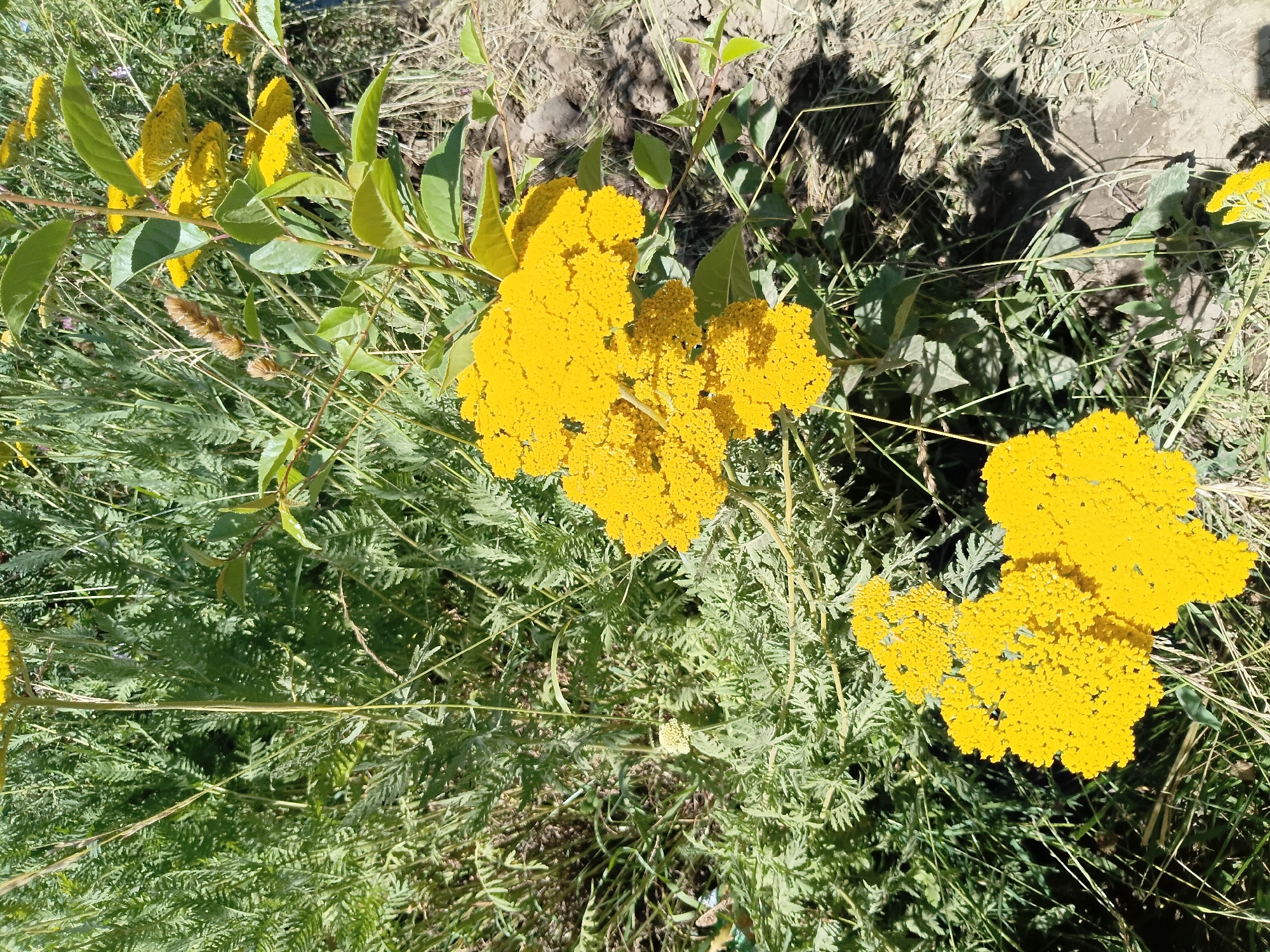 The image shows a close-up view of a field of bright yellow wildflowers, likely Achillea filipendulina (Fernleaf yarrow), under a clear sky. The flowers are in full bloom, with their dense, flat-topped clusters of small blossoms dominating the foreground and midground. The foliage of the yarrow is finely divided and feathery, creating a lush green backdrop. Scattered among the yarrow are blades of dried grass and some sparse, dusty soil, suggesting a dry, sun-drenched environment. In the background, the dense green foliage of other plants is visible, with some brown seed heads hinting at the end of a growing season or the presence of different plant species. There are no people or animals visible in the image. The scene appears to be a natural setting, possibly a meadow or roadside in the rural landscape surrounding Kalaynay, Tajikistan. The bright sunlight casts dappled shadows on the ground and highlights the vibrant yellow of the flowers. The overall impression is one of natural beauty and abundance.