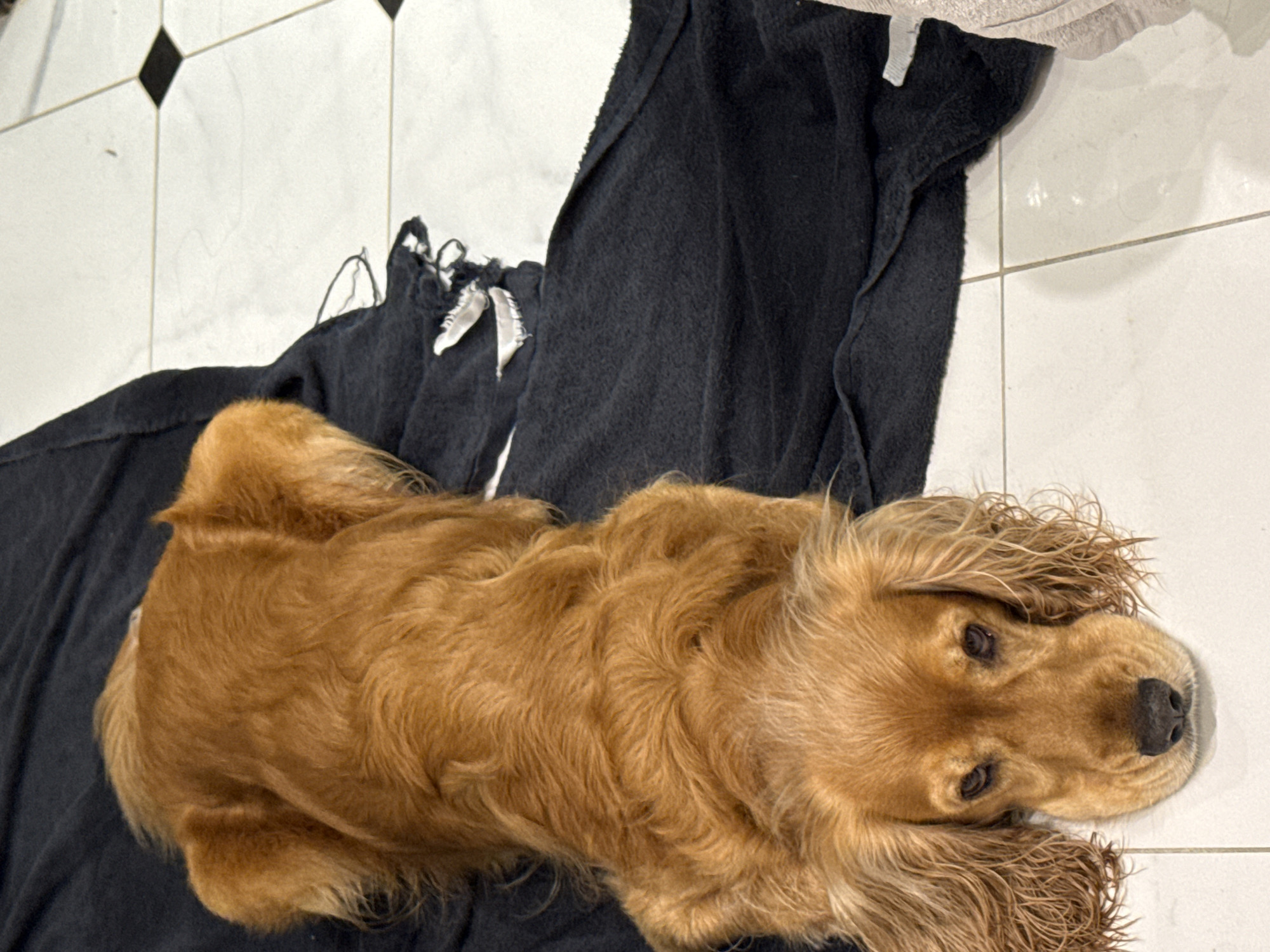 An overhead shot captures a golden-brown dog lying on a dark gray towel. The dog's head rests on a white tiled floor with black grout lines. Its fur is slightly damp, and its ears are long and floppy. The towel is bunched up around the dog's body and extends to the right, partially covering a section of the floor. The lighting in the image is soft, casting gentle shadows. The scene appears to be indoors, possibly a bathroom or kitchen based on the tiled floor.