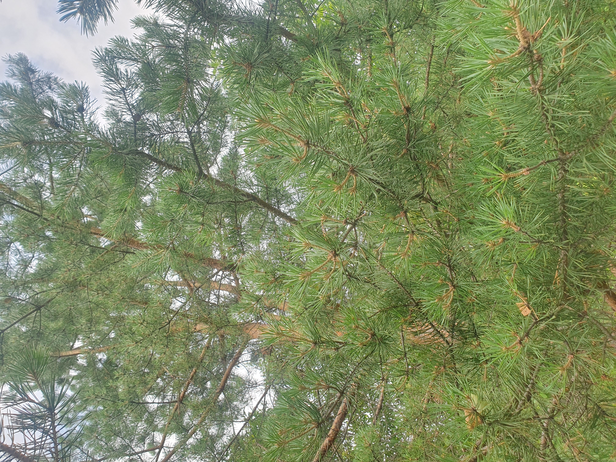 The image displays a close-up view of dense evergreen pine branches against a cloudy sky. The needles are a vibrant green, and brown pine cones are visible in several places, some partially obscured by the foliage. The branches are a mix of lighter green new growth and darker, older wood. The background is a soft, overcast sky, with hints of lighter clouds. The image appears to have been taken outdoors, possibly in a wooded area. There are no people or animals visible. The overall impression is one of natural foliage. There is no specific information within the image to suggest a location in Mukhametovo, Russia.