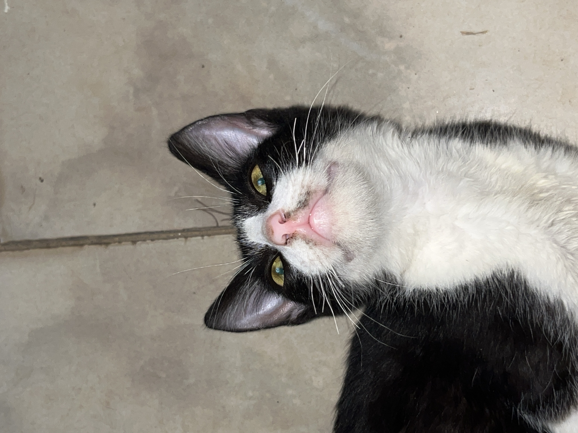 A black and white cat lies on a grey tile floor. The cat is on its back, its head tilted towards the camera. The cat's fur is predominantly white on its chest and face, with black markings on its head and back. Its eyes are yellow-green and its nose is pink. The background is a grey tile floor with subtle variations in color and texture. The location of this image is Tinaquillo, Venezuela.
