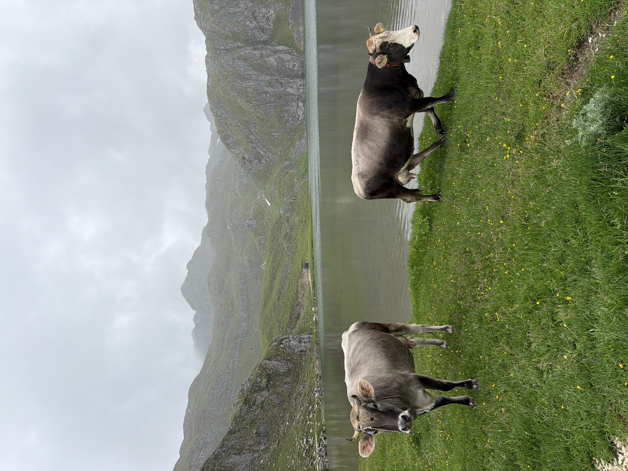 The image, correctly oriented horizontally, captures a serene high-alpine landscape featuring two cows grazing by a tranquil lake under an overcast sky.
In the foreground, a vibrant green grassy bank, adorned with scattered small yellow flowers, stretches alongside the water. Two cows stand prominently on this bank. The cow on the left is predominantly light grey with a pale face and underside, facing towards the viewer. It has small horns and a yellow ear tag in its left ear. To its right, a second cow, darker grey-brown with a distinct white face and chest, is looking upwards and to the right. This cow also possesses small horns, a yellow ear tag, and wears a red collar around its neck. Both animals appear calm and placid.
The calm surface of the lake occupies the middle ground, subtly reflecting the muted light of the overcast sky and the surrounding mountains. Beyond the lake, rugged mountains rise, their slopes covered in sparse green vegetation and rocky outcrops. The upper parts of the mountains are partially obscured by low-hanging clouds or mist, suggesting a cool, possibly damp, daytime weather condition. The overall scene conveys a peaceful, remote mountain environment, indicative of locations such as Kapetanovo Jezero in Montenegro. No legible text is visible in the image.