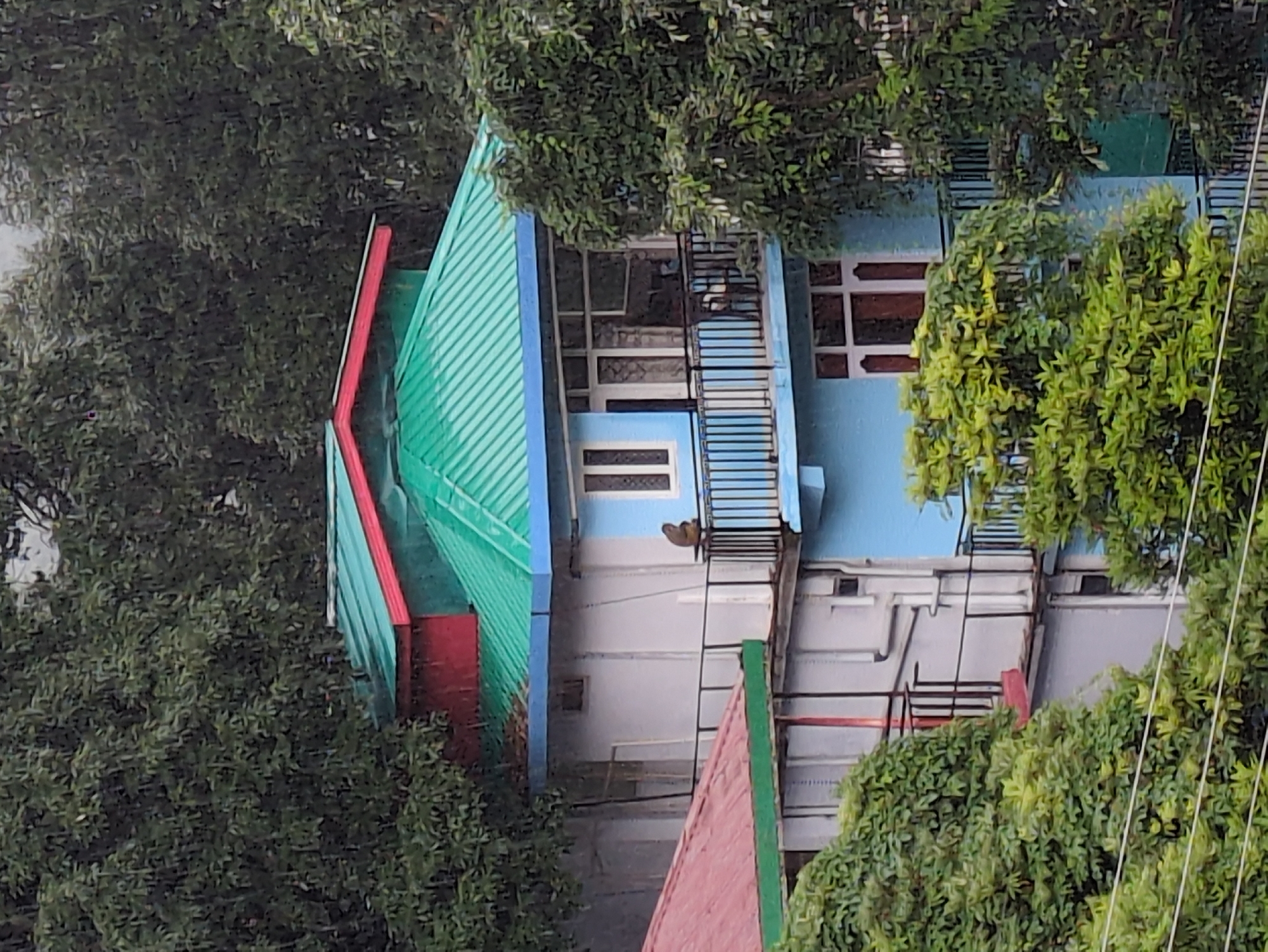 A monkey is perched on the railing of a balcony of a multi-story building. The building has a bright green roof with red trim, and the walls are painted in shades of light blue and gray. The building is surrounded by lush green trees, and the sky appears overcast, suggesting it may be raining. The scene is set in Haini, India, a location known for its natural beauty and mountainous terrain.