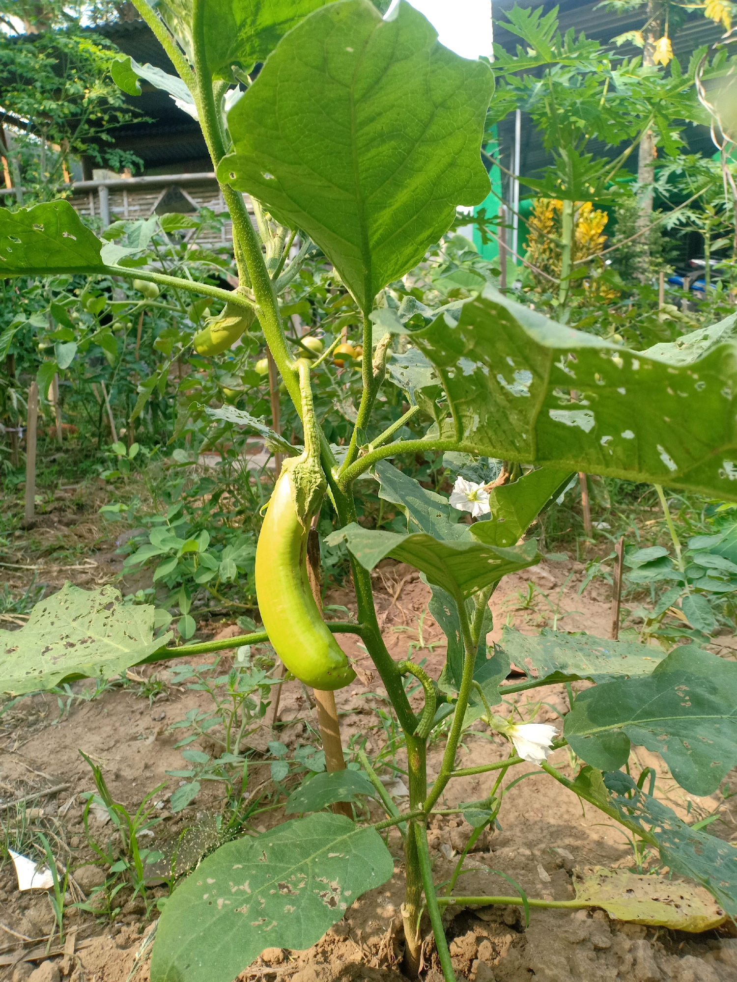 In Pasirian, Indonesia, this image depicts an eggplant plant in a garden setting. The plant features large green leaves, some of which show signs of damage from insects. A single, elongated green eggplant hangs from a thick stem, supported by a wooden stake. Two small white flowers are also visible on the plant. The ground is covered with dry soil and sparse green vegetation. In the background, a structure with a corrugated roof and bamboo walls is partially visible, along with other plants and trees. The lighting suggests it is daytime, with sunlight filtering through the foliage.