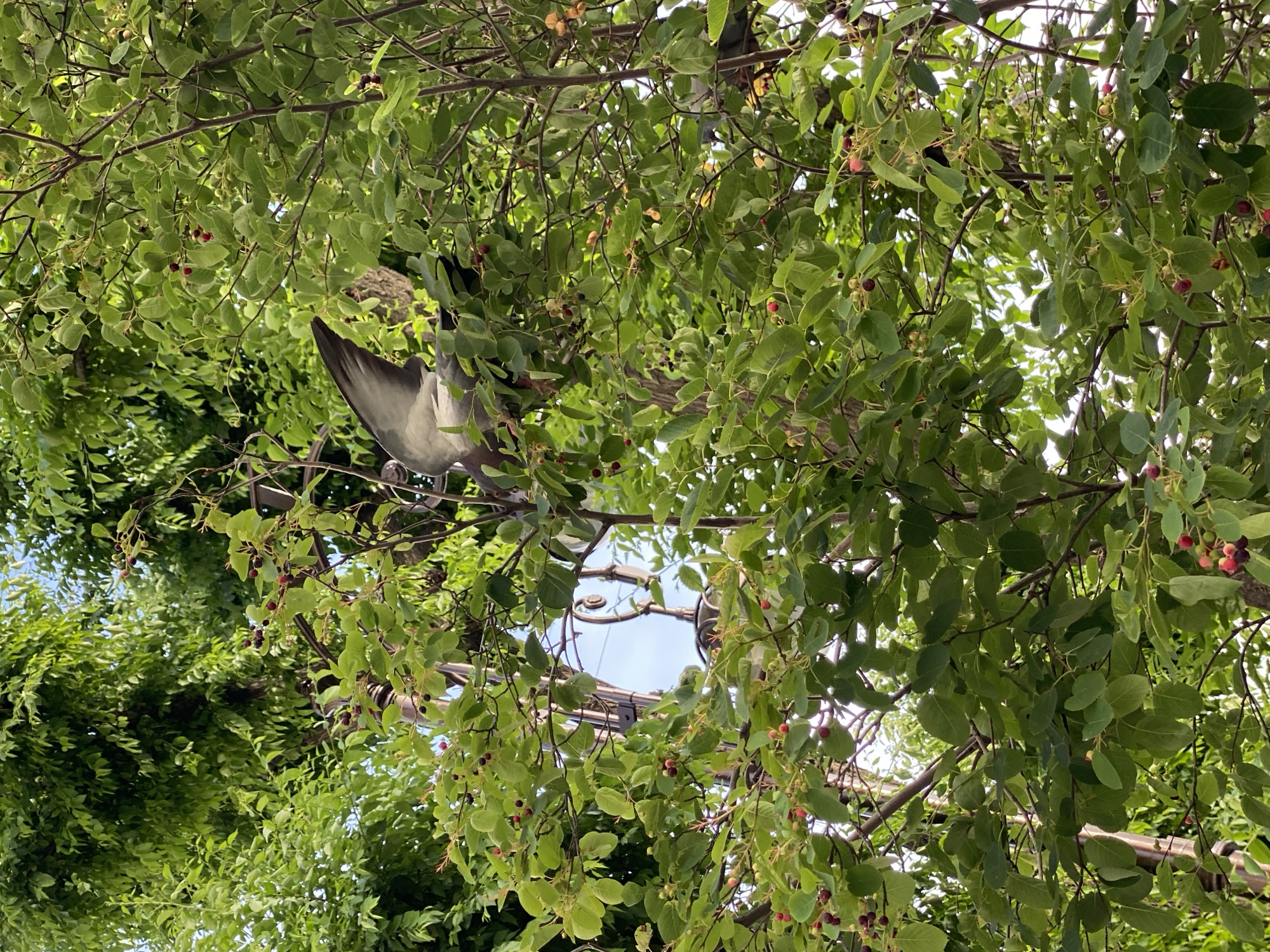 An overhead, eye-level, full shot captures two pigeons nestled among the branches of a tree laden with small, dark berries. The leaves of the tree are a vibrant green, suggesting a warm-weather setting. Sunlight filters through the dense foliage, creating a dappled lighting effect. In the background, a glimpse of the sky and what appears to be a decorative lamppost can be seen. The pigeons are positioned in the upper portion of the frame.