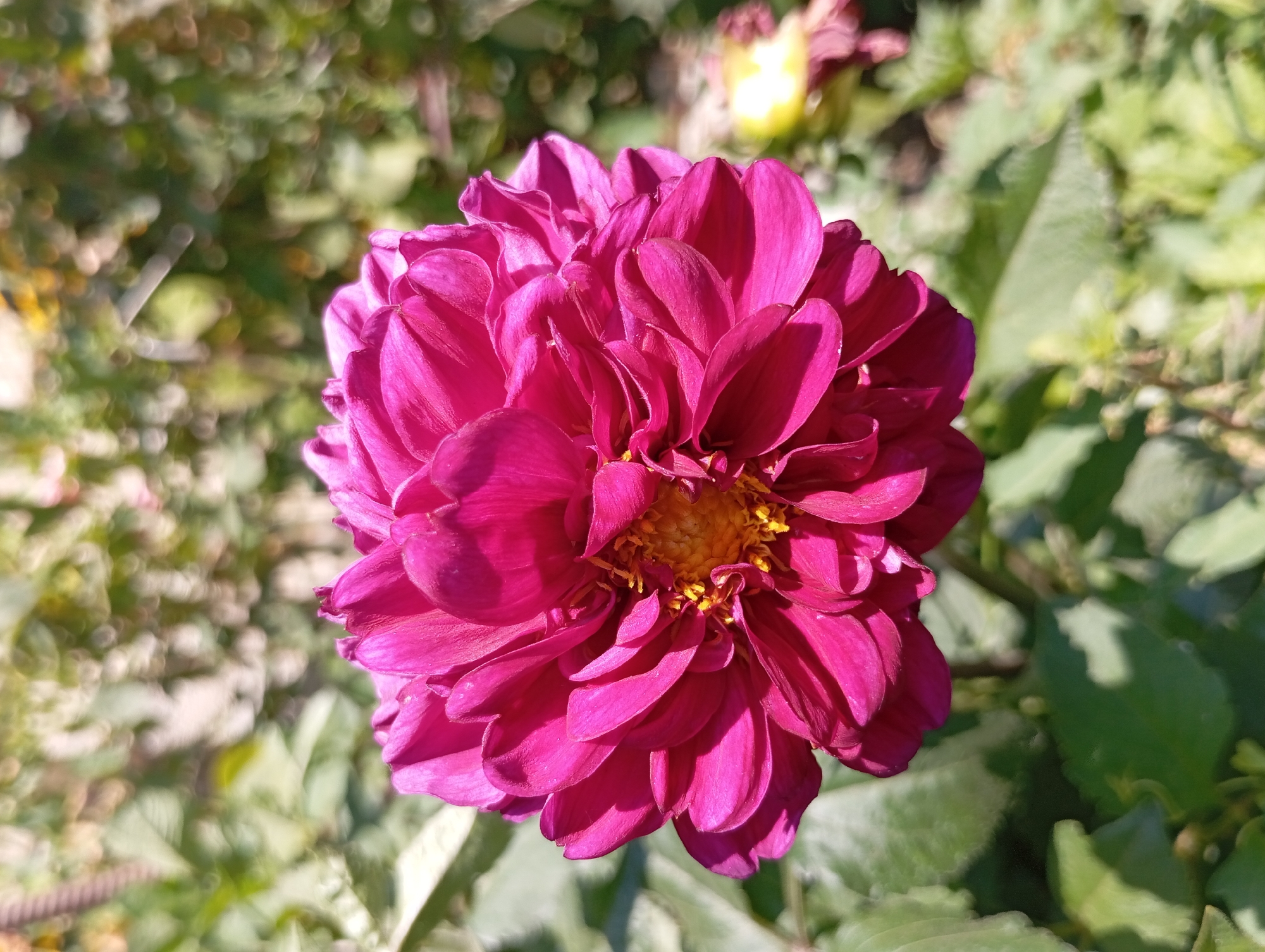 A close-up, outdoor, vertical shot focuses on a vibrant, fuchsia-colored dahlia flower. The flower's petals are densely packed and layered, creating a textured, almost spherical bloom. The center of the dahlia features a cluster of bright yellow stamen. The background is softly blurred, showcasing lush green foliage and out-of-focus hints of other plants or flowers, suggesting a garden setting in or near Şirvanlı, Azerbaijan. The lighting indicates a sunny day, with light dappling across the petals.