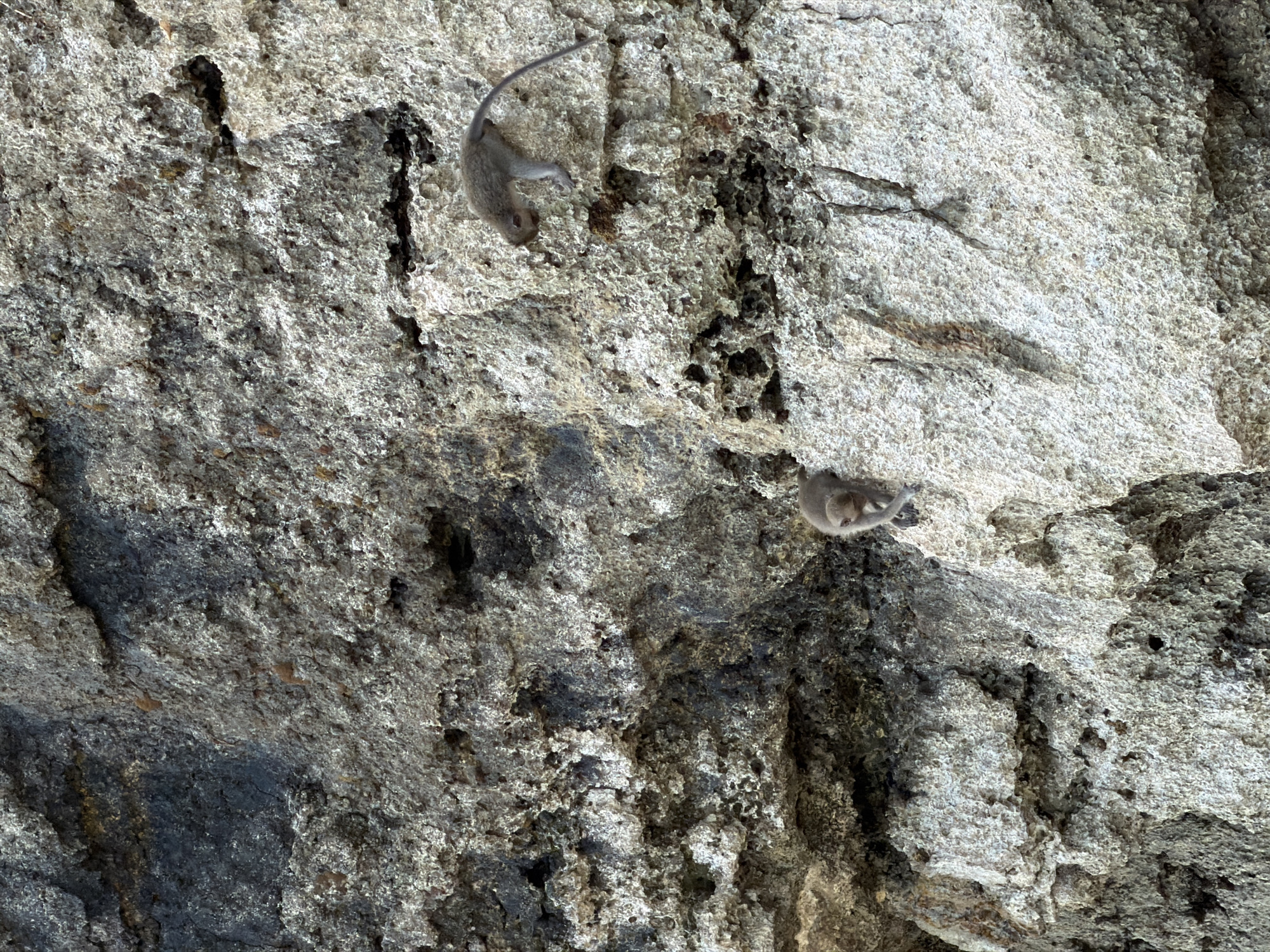 Two macaque monkeys are observed on a rough, textured rock face. One monkey is positioned higher up, appearing to be climbing or exploring, with its body facing left and its tail extending to the right. The second monkey is situated lower and to the left, looking down and also appearing to be in motion. The environment consists of the weathered rock formations, characterized by irregular surfaces, cracks, and indentations, with a natural, outdoor setting implied. The specific location is the cliff face in Uluwatu Temple, Kuta Selatan, Indonesia, a popular tourist destination known for its temple and resident monkeys.