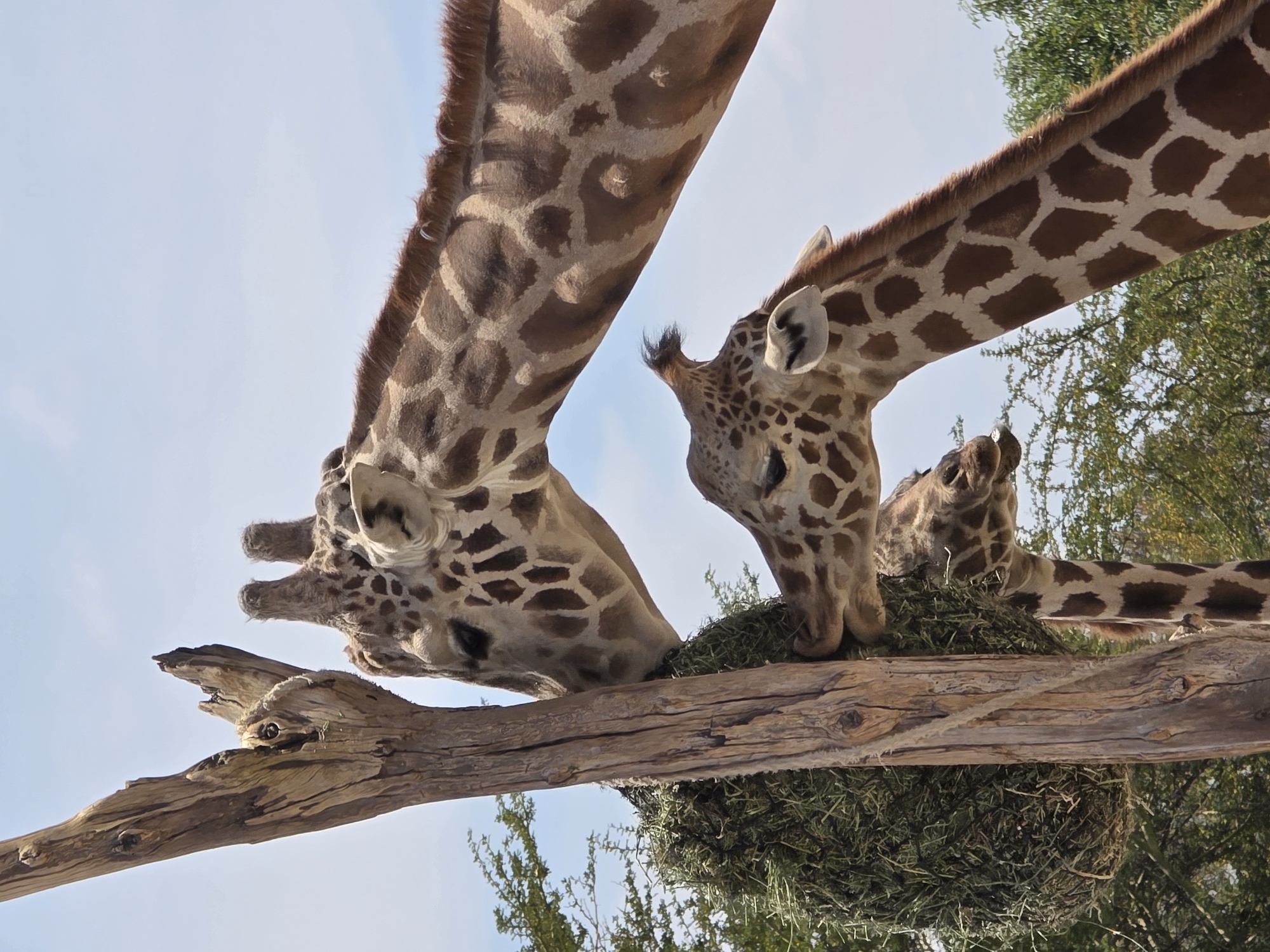 The image depicts three giraffes feeding from a raised platform laden with hay. The giraffes are positioned with their heads lowered, reaching for the food. Two of the giraffes' heads are clearly visible, while the third is partially obscured. The background includes a light blue sky and green foliage. The giraffes appear to be in an enclosure. The image was taken from a low angle, looking upward. The location is the city of Heroica Puebla de Zaragoza, Mexico.