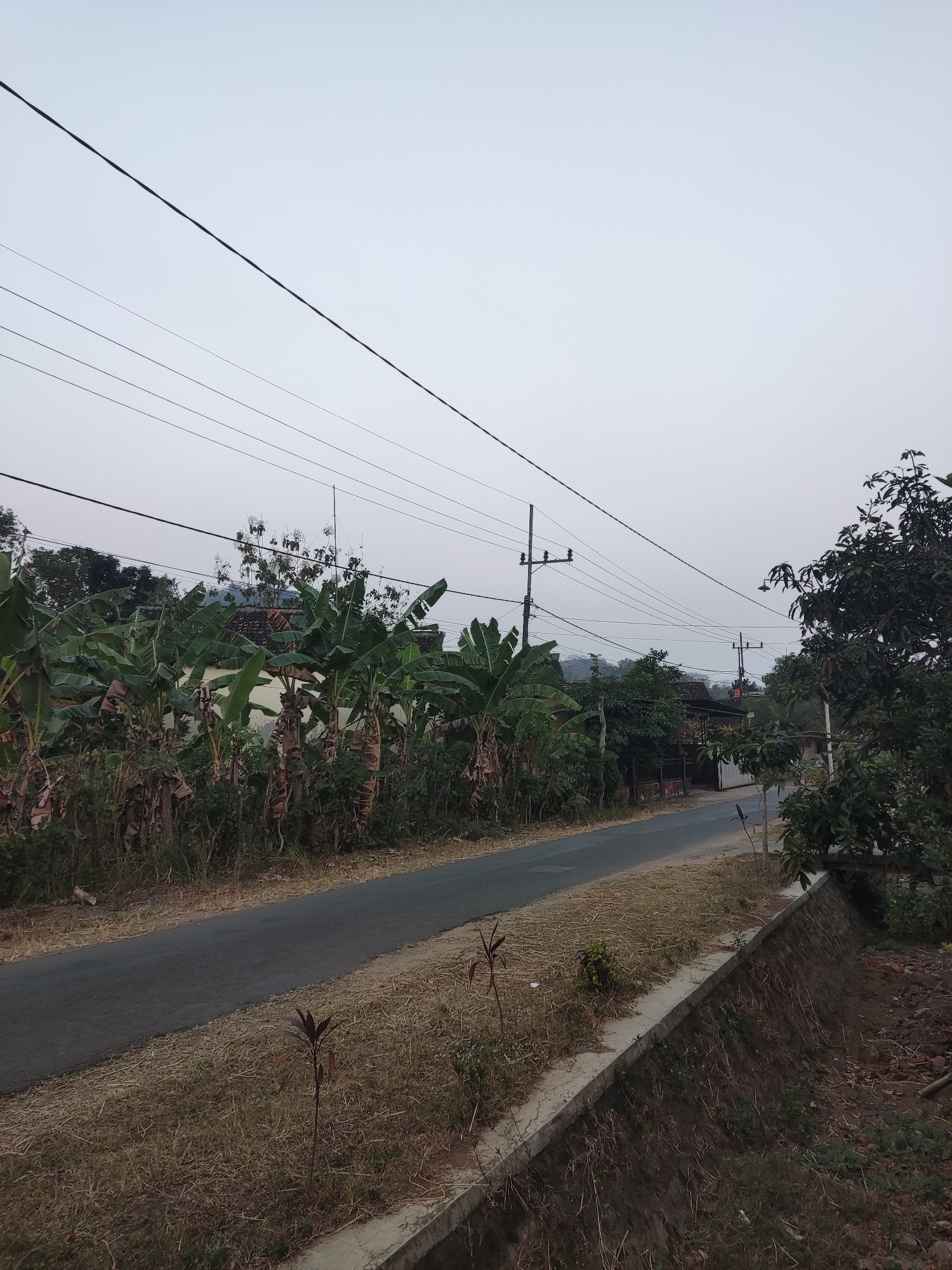 This is a medium shot, eye-level, vertical, outdoor, natural light photograph taken in the city of Ngentrong, Indonesia. The image depicts a rural road scene with abundant vegetation and utility lines against an overcast sky. In the foreground, a paved road runs diagonally from the lower left to the upper right of the frame, bordered by dry, yellowish grass and a concrete retaining wall on the right. A small, dark-leaved plant grows beside the road.
The left side of the road is lined with numerous banana trees and other dense green foliage, with some dry stalks visible among them. Behind the vegetation, there are glimpses of houses with tiled roofs. Utility poles with multiple wires strung between them are prominent, extending across the sky and along the road. One pole is situated on the left side of the road, and another is further down the road on the right.
On the right side of the road, a large, leafy tree with dark green foliage partially obscures the view of buildings and more vegetation. The sky is a uniform, pale gray, suggesting either dawn, dusk, or a heavily overcast day. The overall impression is one of a quiet, somewhat undeveloped, rural area in Indonesia. There are no people visible in the image.