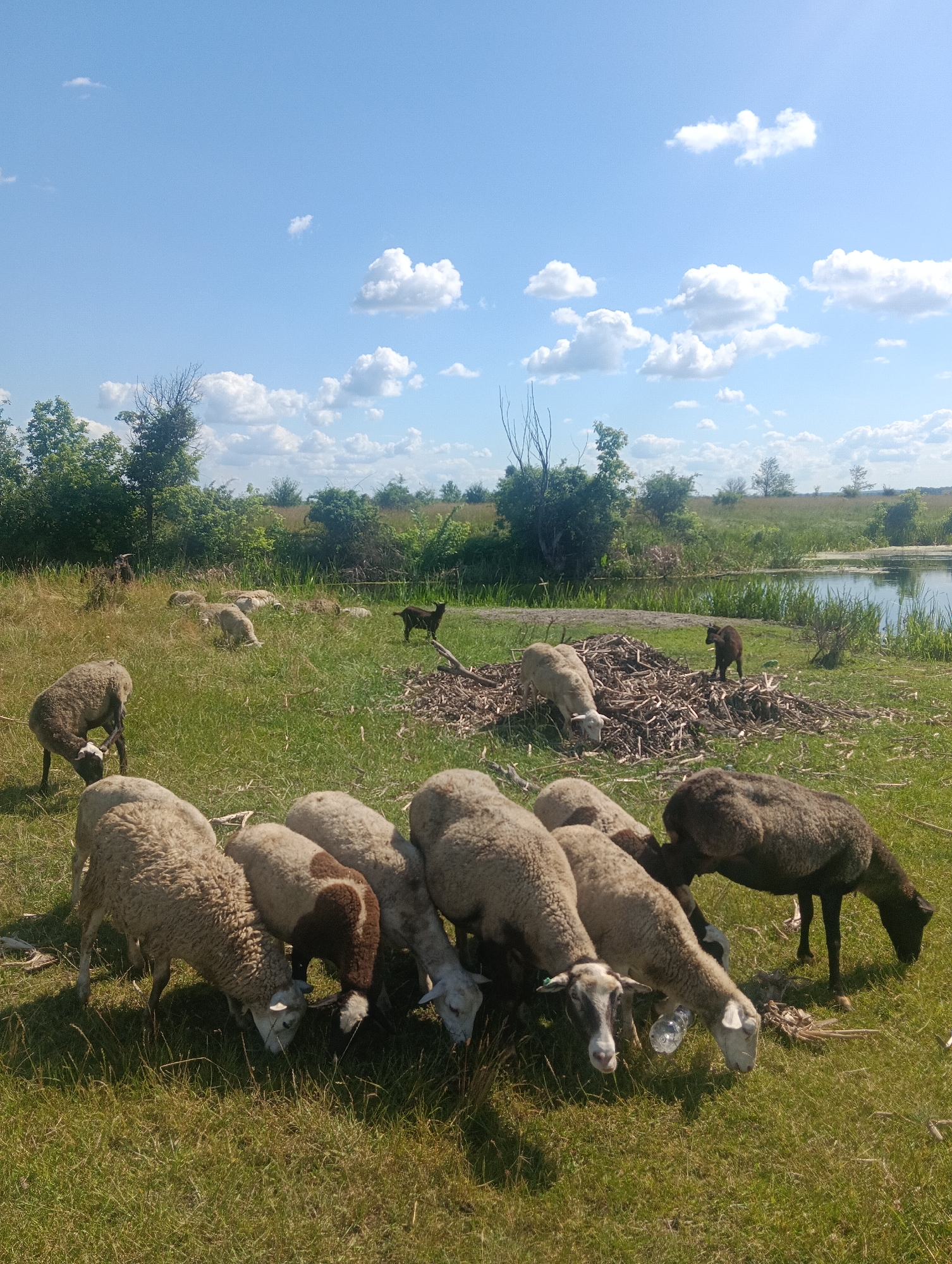 A flock of sheep grazes in a grassy field under a partly cloudy blue sky. In the foreground, several sheep with white and brown wool are clustered together, with their heads down grazing. To the left, another sheep with predominantly white wool is also grazing. Further in the background, more sheep are scattered across the field, some lying down and others grazing. A dark-colored goat stands near a pile of sticks in the midground. A body of water, likely a pond or small lake, is visible in the background, bordered by lush green vegetation and trees. The overall scene depicts a rural or pastoral setting on a bright, sunny day.