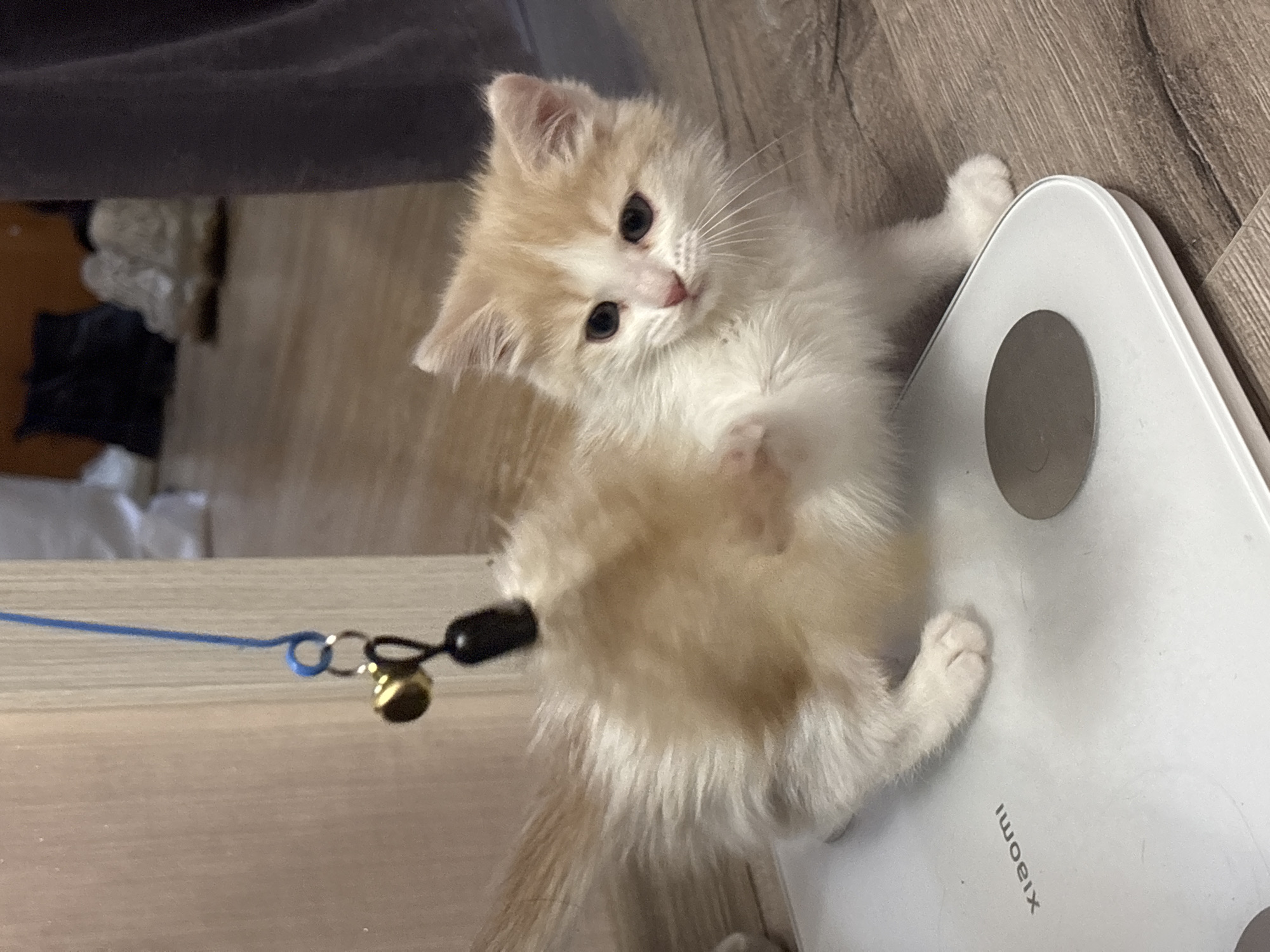 A kitten with light orange and white fur stands on a white Xiaomi-branded digital scale. A blue string with a black handle and a small bell attached to it is in the foreground. The location of the image is Perm, Russia. The kitten looks upward with its head tilted to the left. The background includes a wooden surface, a dark fabric, and other items that are out of focus.