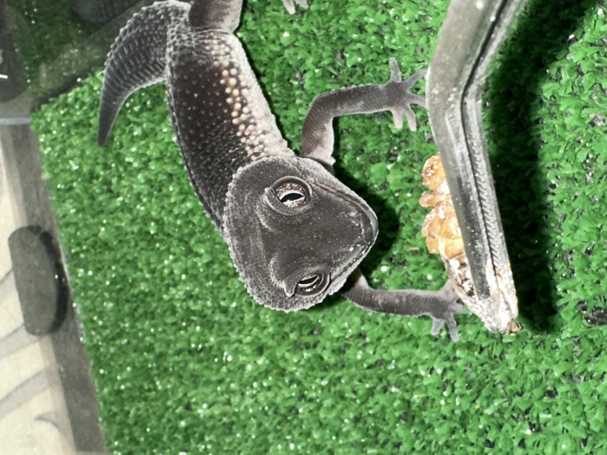 A black leopard gecko is perched on a vertical, metallic object, possibly feeding tongs, on a green, artificial grass-like surface. The gecko's body is oriented from upper left to the lower right of the frame. The surface appears to be inside an enclosure. The gecko is black with small white spots on its back. The scene does not appear to be in Moscow, Russia.