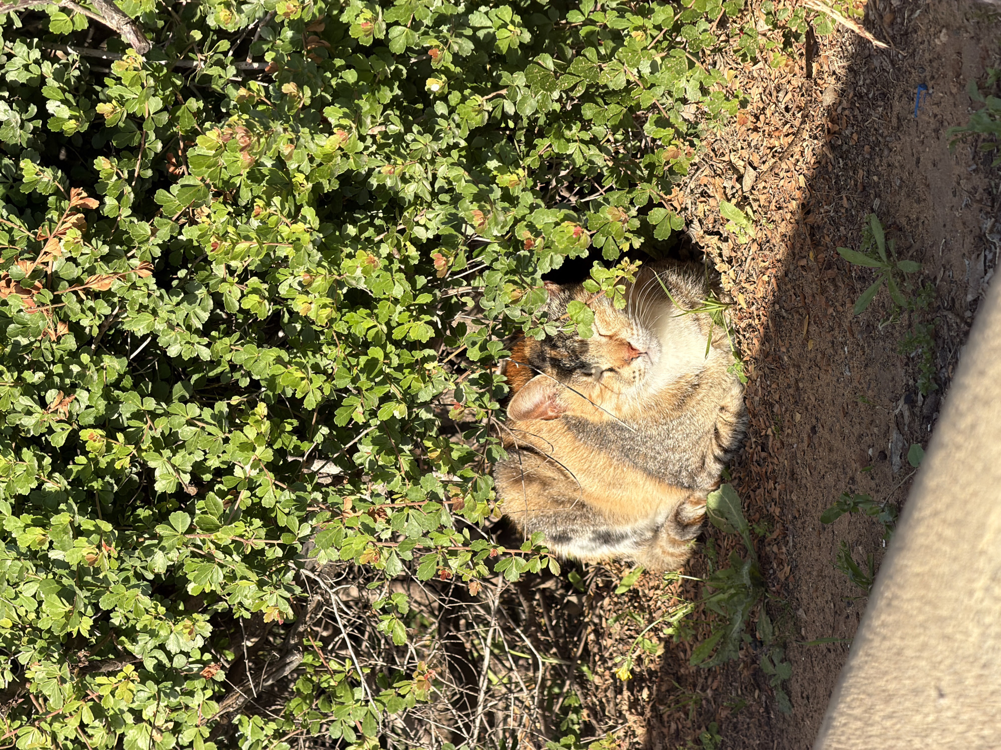 A cat is sleeping in a hole in the ground next to a bush. The hole is located next to a sidewalk in Tel-Aviv, Israel. The cat is light brown and white. The bush has small green leaves. The sidewalk is light brown.