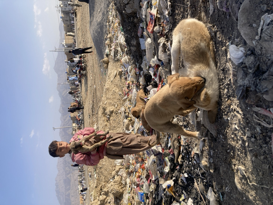 The image depicts an outdoor, wide-angle scene in Quetta City Tehsil, Pakistan, under a clear daylight sky. In the immediate left foreground, a young boy, appearing approximately 8-12 years old, stands centrally, dressed in a pink hooded sweatshirt and brown shalwar. He holds a brindle-patterned puppy with a slightly exposed tongue in his arms. The ground around the boy and extending across the lower half of the frame is heavily covered in assorted refuse, including plastic bags, wrappers, fabric scraps, and other discarded materials, interspersed with mounds of dirt.
To the boy's right, a light brown puppy stands over a lighter-colored, short-haired dog, which is curled on its side. The standing puppy appears to be gnawing or licking the fur of the curled dog. At least two other light brown puppies are partially visible resting on the littered ground behind this interaction.
The midground consists of a wide, dusty, open area with numerous individuals gathered in groups. Several motorcycles are parked amongst these groups. Utility poles with overhead lines are visible throughout this section. In the background, a cluster of low-rise, light-colored residential buildings with flat roofs is situated at the base of a barren, rugged mountain range. The sky above is clear and blue, with minimal cloud cover. Strong sunlight illuminates the scene, casting defined shadows.