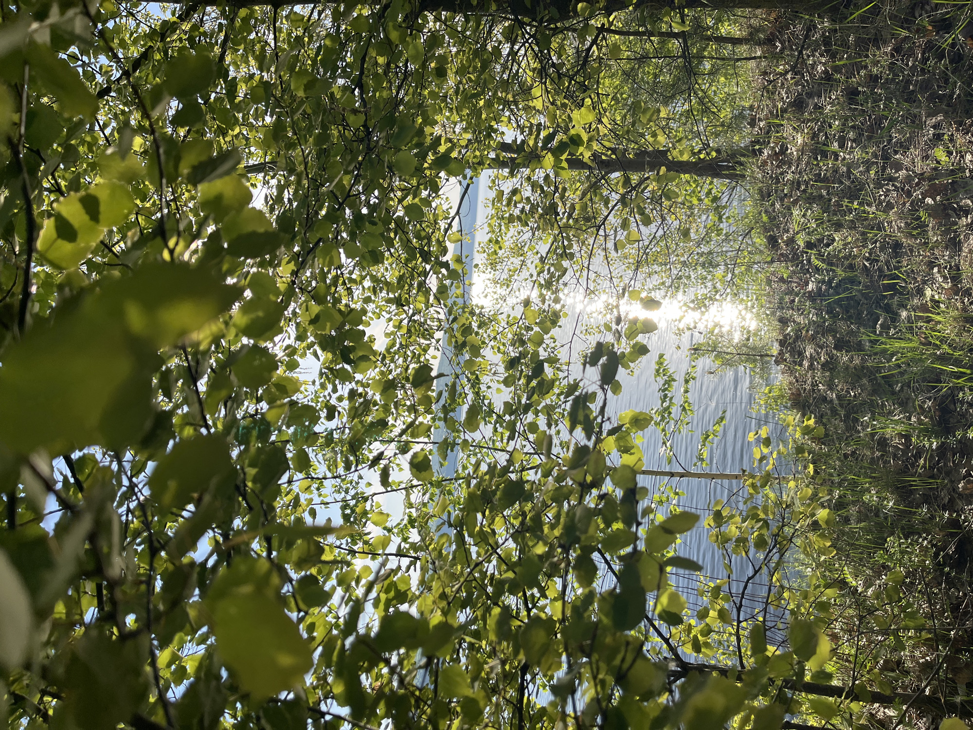 The image shows a view through the branches and leaves of trees toward what appears to be a body of water reflecting sunlight. The location is Chaikovsky, Russia. The foreground consists of tree branches with green leaves, some in sharp focus and others blurred. The background reveals water with sunlight glinting off its surface. On the right edge of the frame is vegetation consisting of grass and foliage. The image is taken from a low angle, looking upwards. There are no people visible. The overall impression is of looking up through trees towards a bright, sunlit body of water.