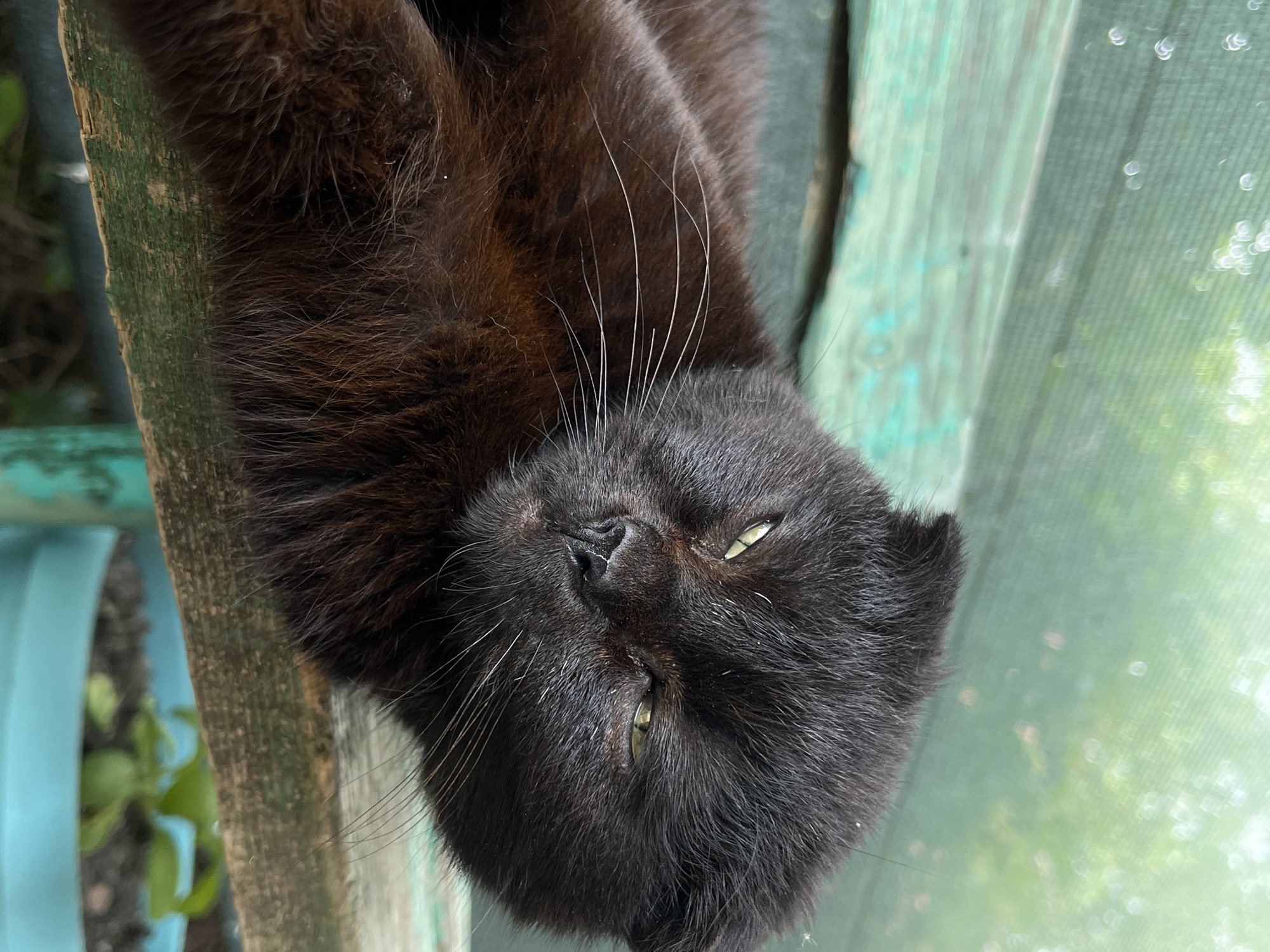 A close-up photograph, taken from a high angle, depicts a black cat lying on a weathered wooden structure. The cat has dense, slightly rumpled fur, with visible white whiskers and partially closed, yellowish-green eyes. The cat's expression appears relaxed or sleepy. The wooden structure it rests on is painted with peeling shades of green and is partially obscured by foliage, suggesting an outdoor setting. In the background, blurred green foliage and bokeh effects imply a bright, sunlit day. The precise location within Novopokrovskaya, Russia, is not discernible from the image alone.