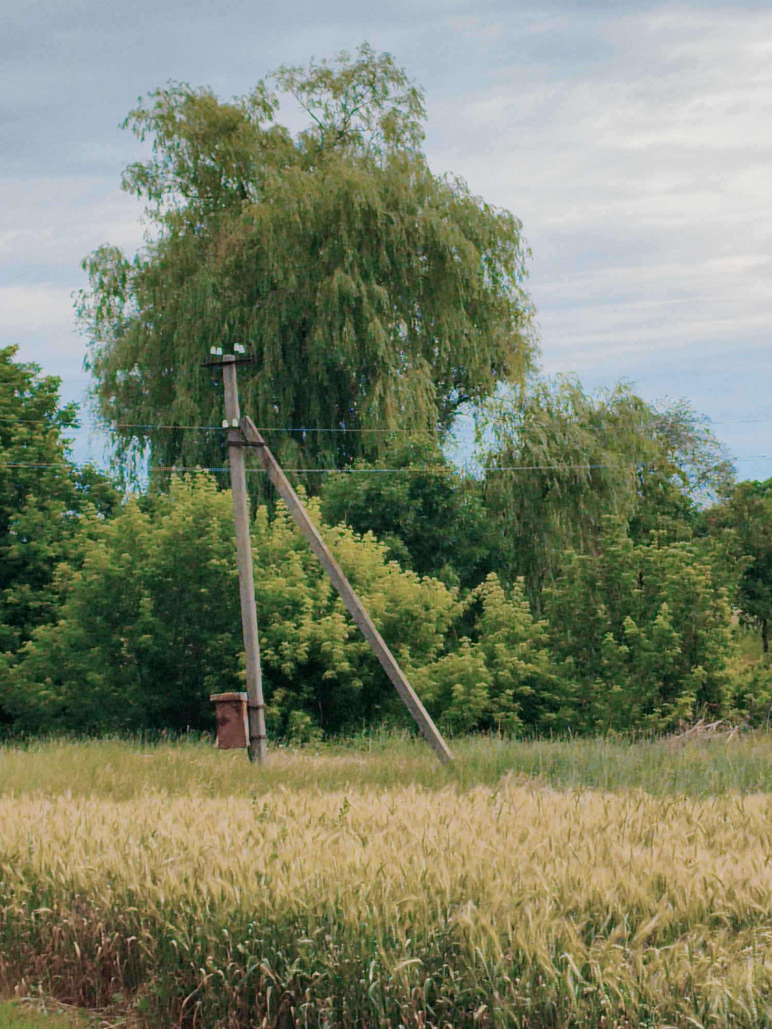 This media file depicts an outdoor scene in Ustyvytsia, Ukraine. The setting is a field of tall, golden-hued grain in the foreground, suggesting it is either late spring or summer. Behind the field, a dense line of lush green trees forms the middle ground, with a larger, weeping willow-like tree dominating the left side of the frame.
A solitary utility pole stands prominently in the middle ground, slightly off-center to the left. It is a concrete pole with an angled brace and electrical insulators and wires visible. Attached to the pole is a small, reddish-brown rectangular box, possibly a junction box or a small cabinet. The sky above is a pale blue with scattered, wispy clouds, indicating fair weather and likely daytime, possibly late afternoon given the warm light on the grain.
No people or animals are visible in the frame. The scene is still and quiet, with a sense of rural tranquility. The focus is on the natural landscape and the man-made utility infrastructure integrated into it. There is no visible text within the image.