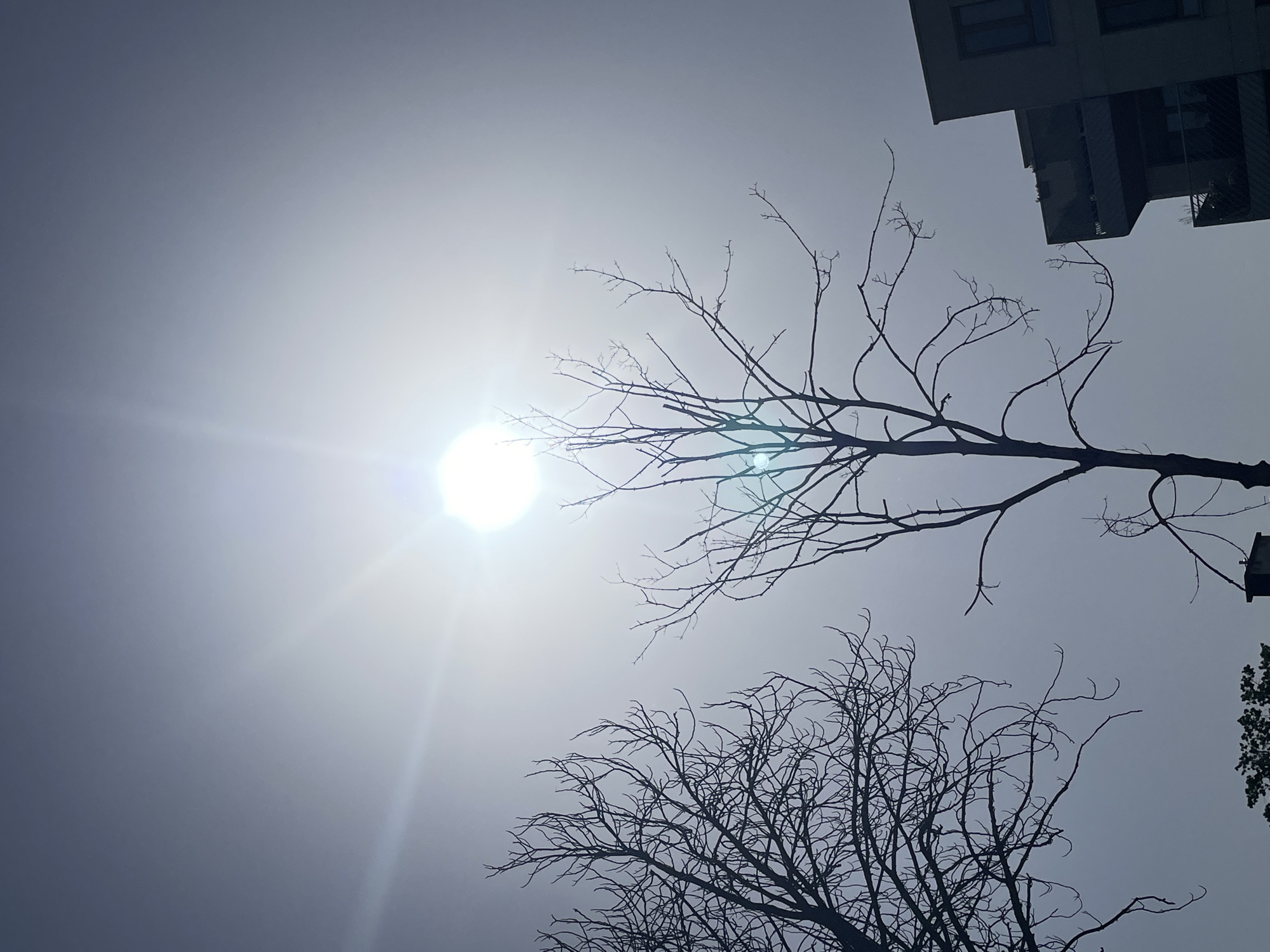 The image shows a view looking up towards the sky. The sun is visible in the upper left, partially obscured by tree branches. Several bare tree branches are silhouetted against the bright sky. In the upper right corner, a portion of a building is visible. The scene suggests an urban environment, possibly in the city of Unknown, Unknown.