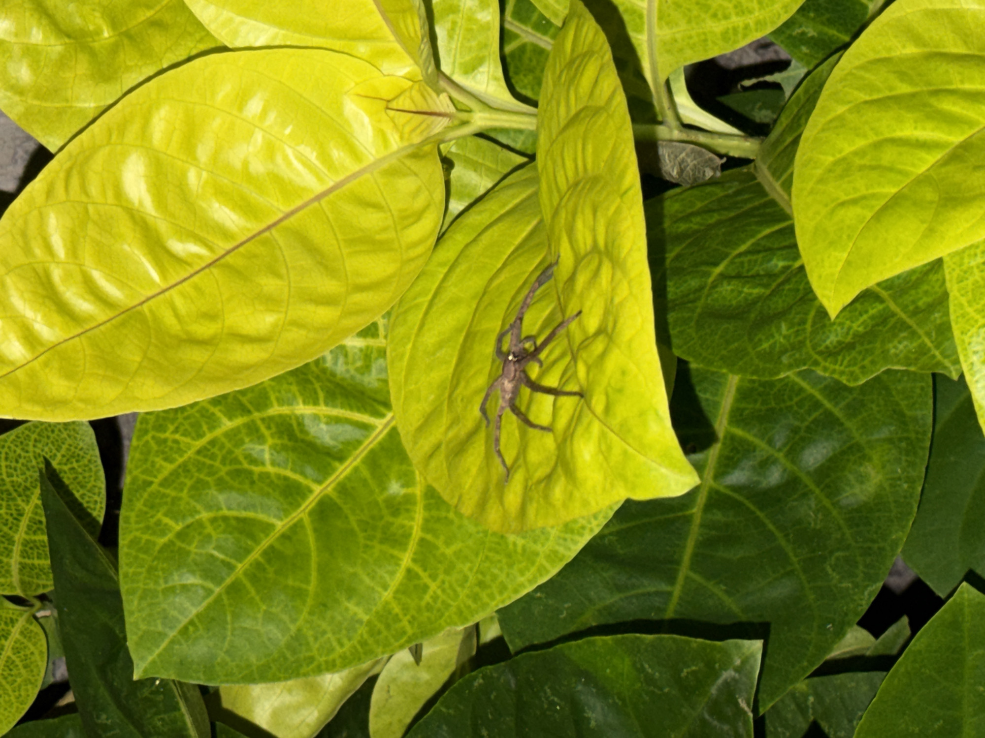 A close-up shot shows numerous glossy leaves in shades of green and yellow. The leaves exhibit noticeable venation patterns. A brownish spider rests on one of the leaves. The image, taken in Kutuh, Indonesia, focuses on the natural details of foliage and invertebrate life.