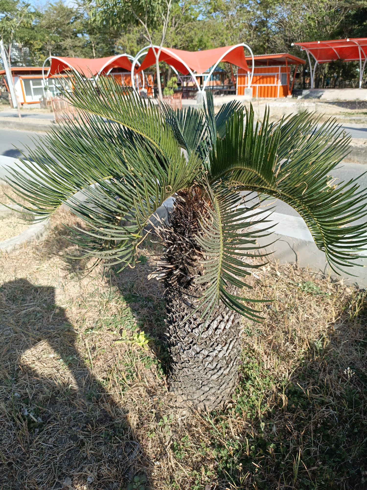 A close-up shot focuses on a sago palm with a textured, rough trunk and green fronds, casting a shadow on the dry, brown grass and sparse green vegetation surrounding it. In the background, several small, orange and white buildings are visible, topped with vibrant red, arched awnings. These structures appear to be part of a small commercial area or park. The environment suggests an outdoor setting, possibly a public space within the city of Bulukumba, Indonesia, given the dry, tropical vegetation and the presence of small commercial structures often found in such locales. The lighting indicates it is daytime, with the sun casting strong shadows.