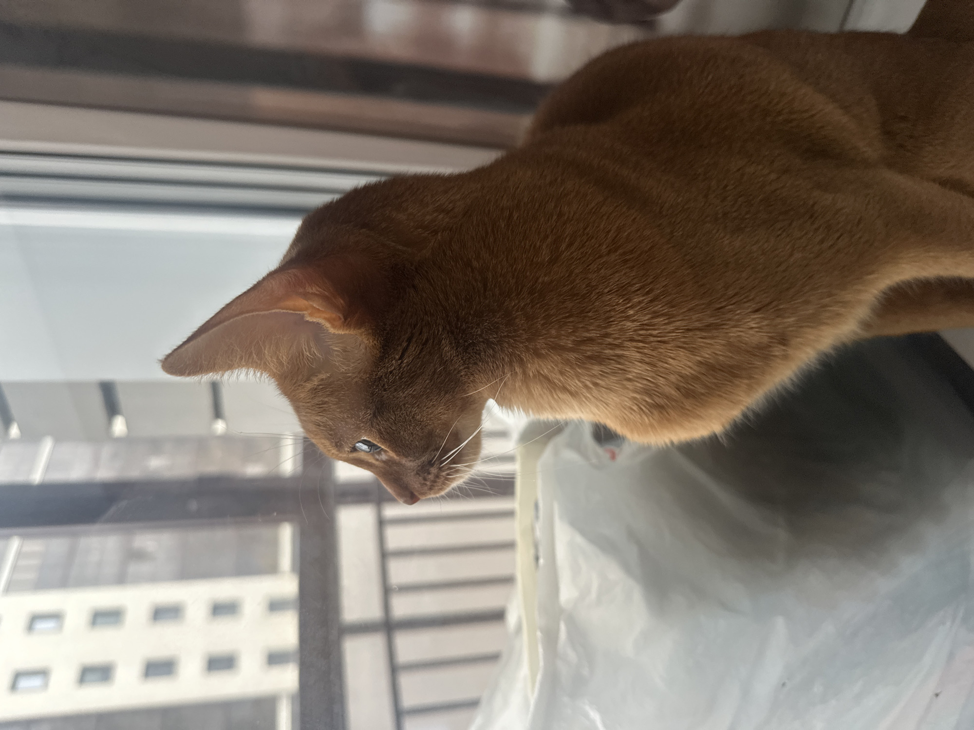 A close-up, eye-level shot captures a russet-colored cat perched on a window ledge inside a building. The cat's head is angled downward, suggesting it is looking out the window or at something below. Visible through the window is a partial view of a building with multiple rectangular windows, indicative of an urban setting. White material, possibly a bag or cloth, is located below the cat. Based on the architectural style of the building visible through the window, it is possible that the location is in Kazan, Russia, where this type of architecture is common.