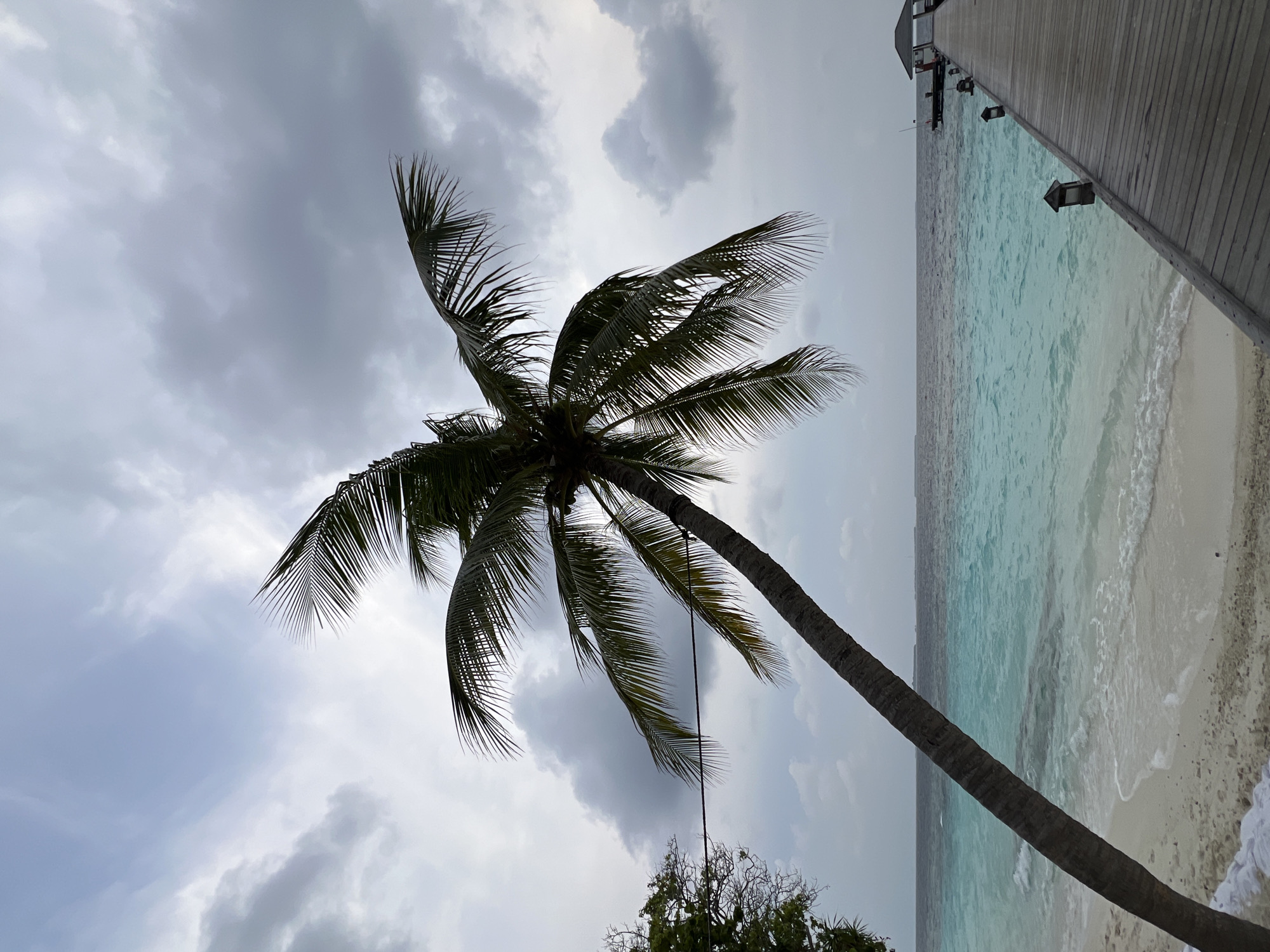 A cloudy day at a tropical beach, featuring a palm tree with a leaning trunk, and a wooden pier stretching over the water. The sky is overcast with grey clouds, contrasting with the turquoise water and white sand beach. In the background is a pier. At the bottom of the image, another tree is visible. The scene is viewed from a low angle, looking up at the palm tree. Location: Unknown, Unknown.