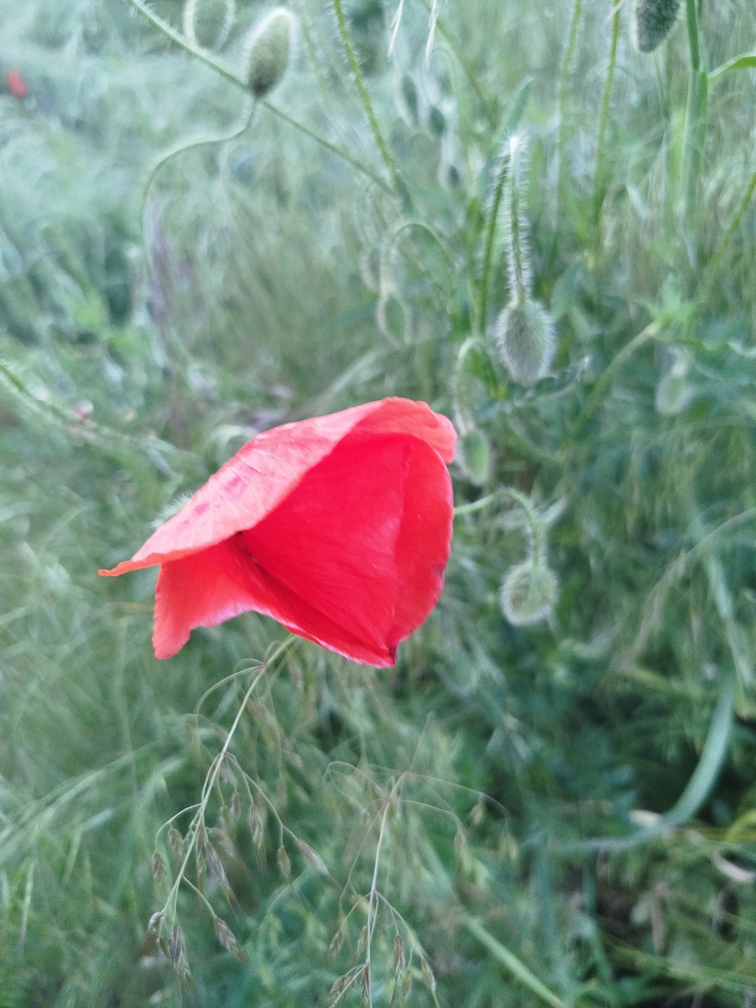 A close-up, vertical shot features a vibrant red poppy flower, partially unfurled, in the left-center of the frame. Its delicate, slightly crinkled petals show subtle variations in shade and texture, including fine hairs visible on its edge. The background is a soft blur of various shades of green, consisting of tall grass and several spherical, hairy poppy buds in different stages of development. Some slender strands of dry grass or seed heads are visible in the lower left foreground, adding to the natural setting. The lighting is soft and diffused, suggesting either early morning or late afternoon, creating a serene atmosphere. There are no people, animals, or man-made objects visible, and no discernible text. The focus is sharply on the red poppy, with the surrounding natural elements providing a gentle, verdant backdrop.