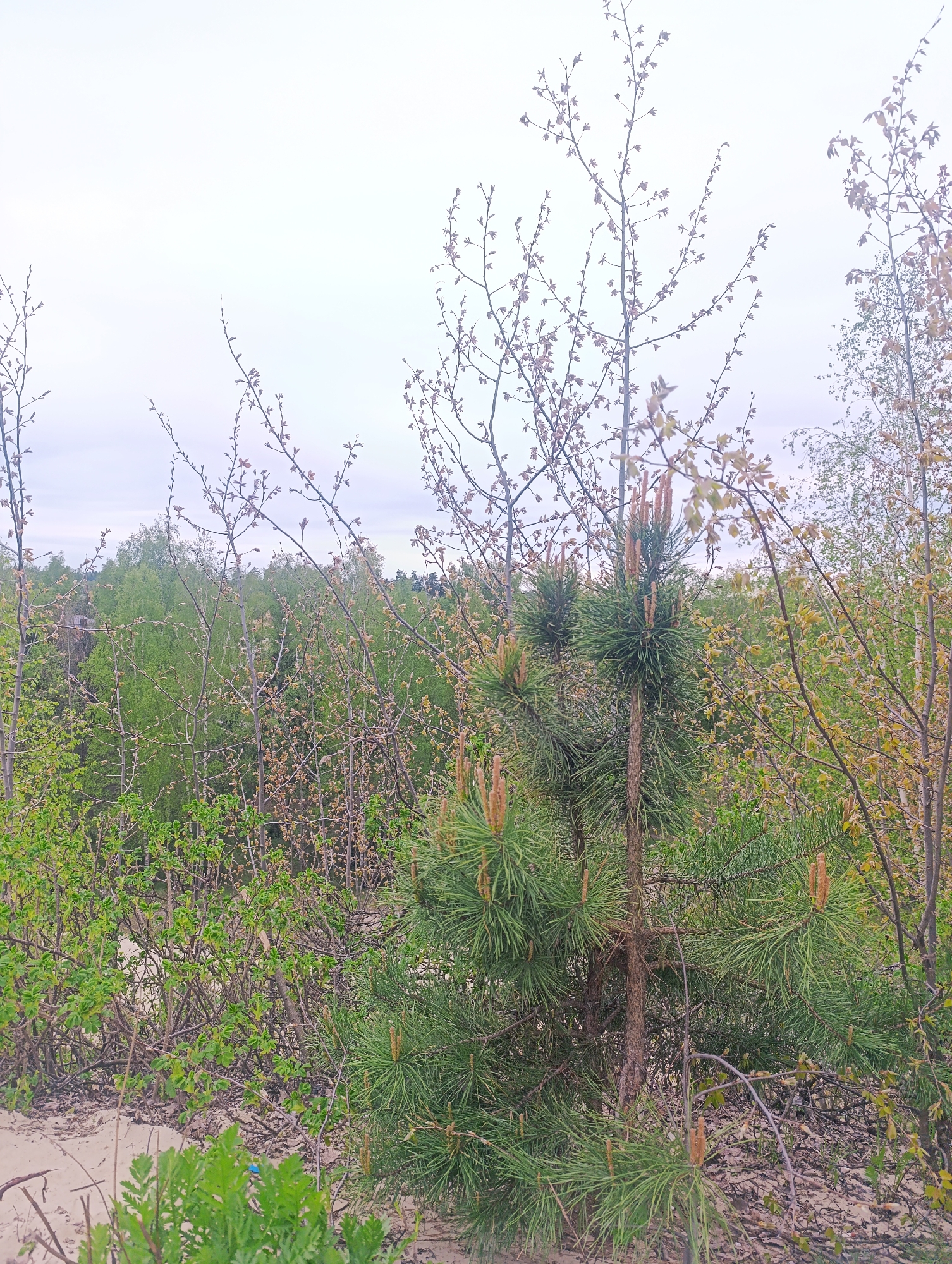 The image shows a wooded area in Chernogolovka, Russia. In the foreground is a small pine tree with new growth buds visible. Behind the pine tree are various deciduous trees with young leaves. The ground appears to be sandy. The sky is overcast. There are no people visible in the image.