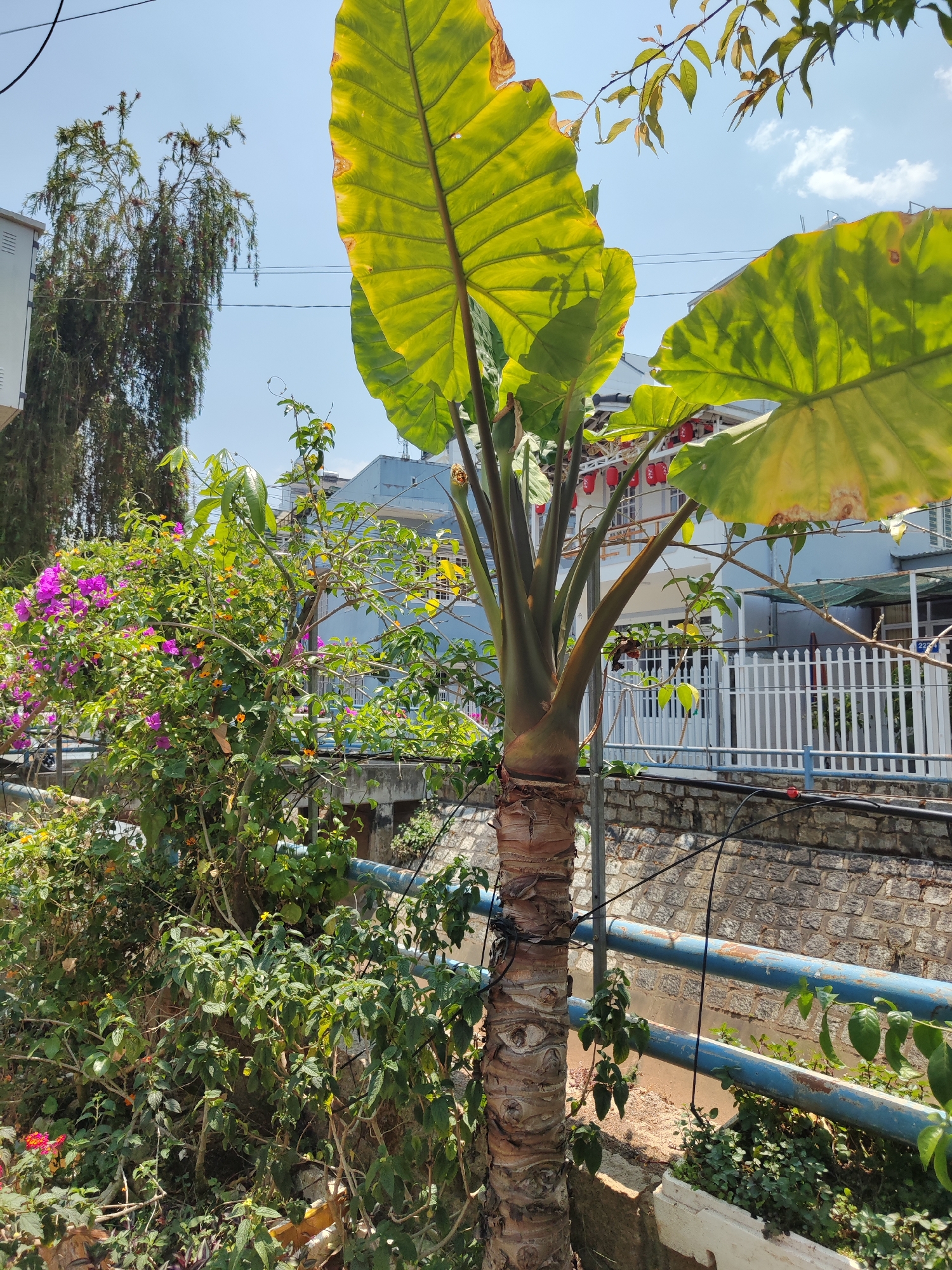 A ground-level, wide shot depicts a semi-urban landscape in Thành phố Đà Lạt, Vietnam. The foreground features a mature Elephant Ear plant (Colocasia esculenta) with large, ovate, light green leaves, the edges of which exhibit some browning. The trunk has a textured, ridged appearance and is partially bound with black material. To the left of the Elephant Ear, a profusion of Bougainvillea is in bloom, displaying bright pink flowers amidst dense foliage. Behind the plants, a low, light blue pipe serves as a horizontal barrier along a raised stone wall. Behind that, partially obscured by foliage, is a row of single-family dwellings with white fences, light-colored walls, and red lanterns. The sky is a clear, bright blue with a few wispy clouds. Cables are visible in the upper portion of the frame. The light is bright and casts shadows in the foreground.