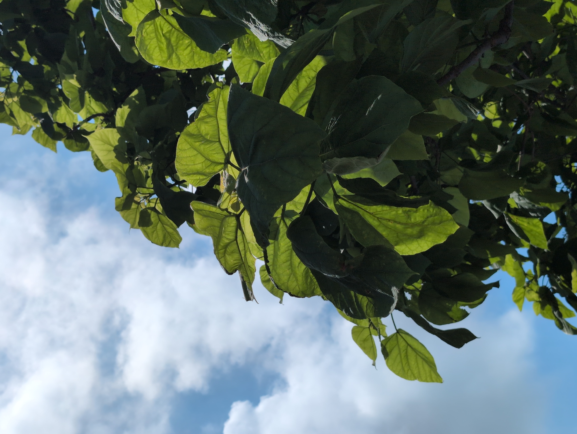 The image shows a close-up view of lush green leaves of a tree against a blue sky with scattered white clouds. The leaves are large and appear healthy, with visible veins. Some of the leaves are backlit by the sun, creating a translucent effect and highlighting their texture. The perspective is from below, looking upwards into the canopy of the tree. The scene is bright and suggests a sunny day. There is no indication of the specific location being Divnomorskoye, Russia, as the image only depicts natural elements. There are no people or man-made objects visible in the frame.