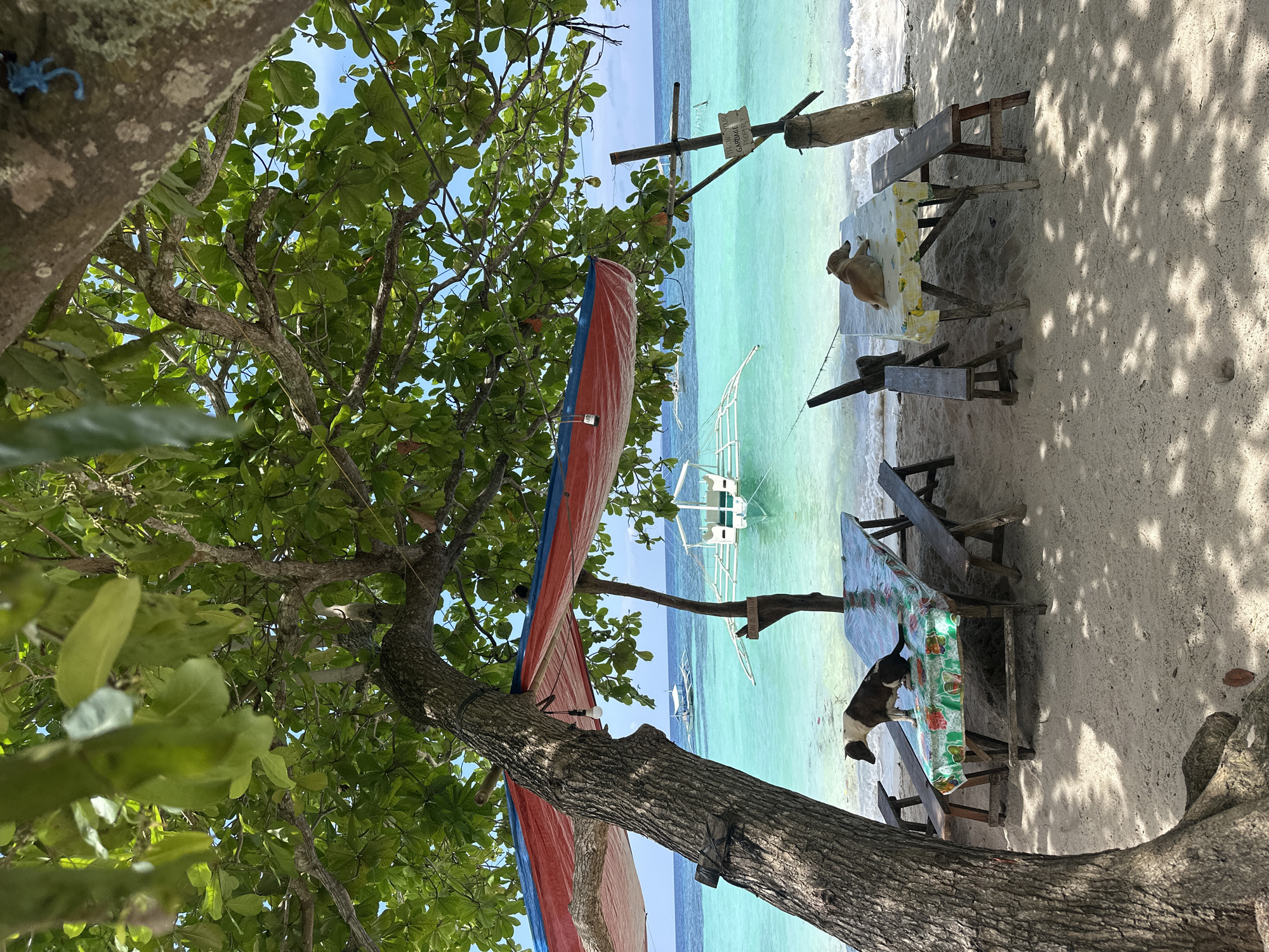 In Panglao, Philippines, this image captures a tropical beach scene under the shade of a large tree. Two dogs are present: one brown and white dog stands on a picnic table covered with a floral patterned cloth, while a brown dog rests on another picnic table draped with a yellow patterned cloth. Both tables are set up on the sandy beach near the turquoise ocean. In the background, several outrigger boats are anchored in the clear water. A red and blue tarp is stretched over a makeshift shelter above the tables. A wooden post with a sign reading "PLEASE AS YOU GO" is visible on the right side of the frame. The environment is serene, with the gentle waves of the sea and the lush green foliage of the tree creating a peaceful atmosphere.