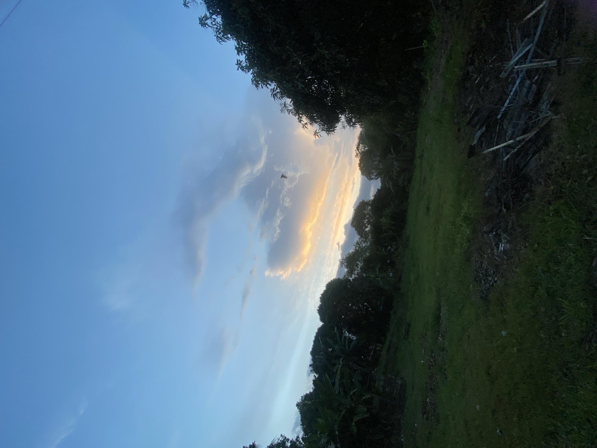 The image depicts a natural landscape under a twilight sky, likely captured in Banjarbaru, Indonesia, given the vegetation. The sky is a gradient of pale blue to deep blue, with scattered clouds. A cluster of trees, some appearing to be banana trees and others with dense foliage, dominates the middle ground and right side of the image. The trees are dark green, suggesting they are in shade or that the light is dim. In the foreground, there is a grassy area that appears somewhat overgrown. Towards the right side of the foreground, there is a pile of debris consisting of what looks like discarded wood and metal. The overall scene suggests an outdoor environment, possibly a rural or semi-rural area, during the transition from day to night. There are no people or discernable animals visible in the image.