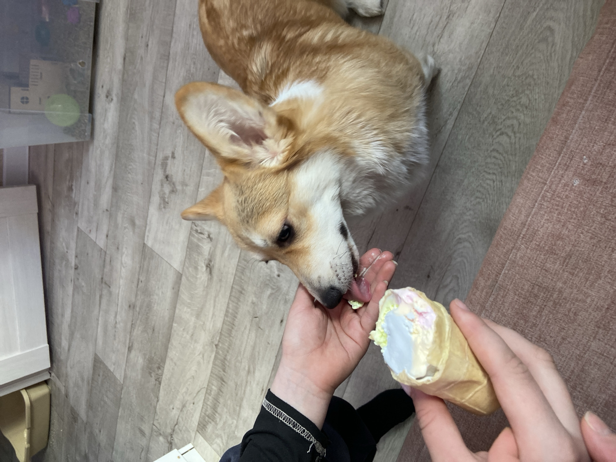 A corgi dog is eating ice cream from a person's hand. The ice cream is in a cone. The location is unspecified but may be in Chaikovsky, Russia. The floor is made of light-colored wood planks.
