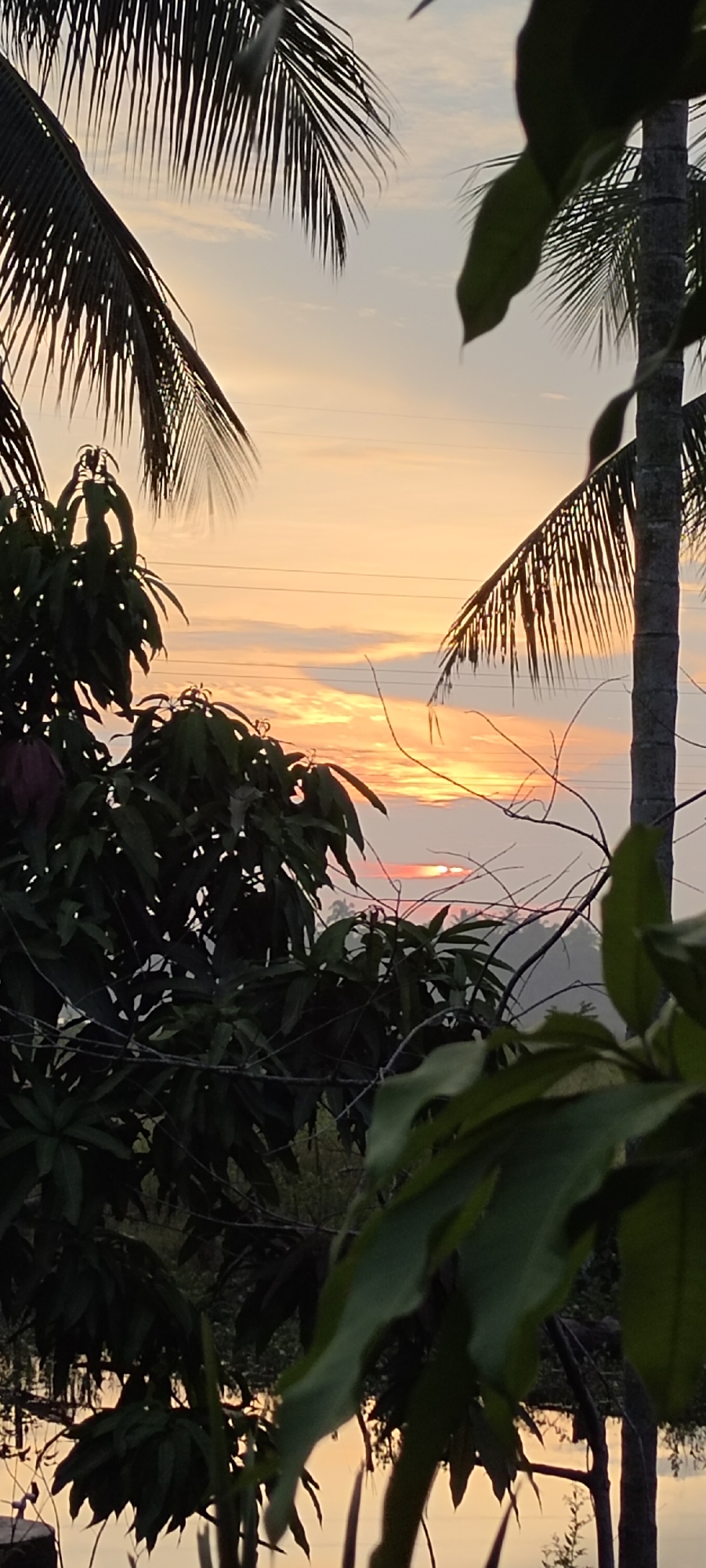 The image captures a sunset over a tropical landscape, likely in Lhokseumawe, Indonesia, given the presence of palm trees and lush foliage. The sky is ablaze with warm hues of orange, pink, and yellow, indicative of a setting sun partially obscured by clouds. Silhouetted against this vibrant backdrop are the fronds of palm trees and the dense leaves of other vegetation. Power lines are visible stretching horizontally across the sky, suggesting the proximity of a settlement or infrastructure. The lower portion of the image is dominated by dark green leaves, creating a foreground that frames the scenic vista. There are no people or identifiable structures in the frame, focusing solely on the natural environment during twilight.