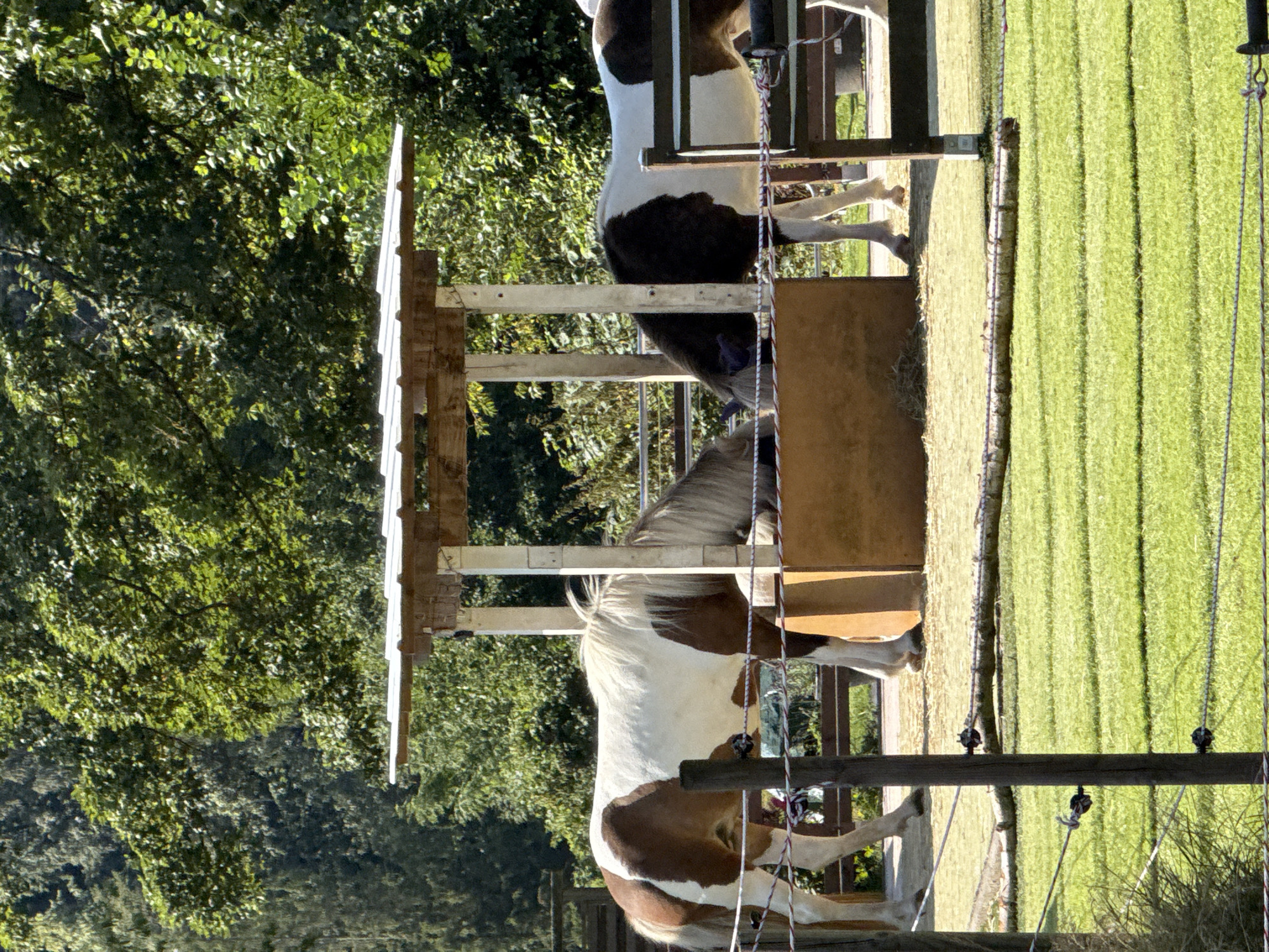 In Walkenried, Germany, on a sunny day, two horses are gathered at a wooden feeding trough under a sheltered roof. The horse on the left is predominantly white with large brown patches and a blonde mane. It is actively eating from the trough. The horse on the right is black and white, with its head also lowered into the trough. The surrounding area consists of a fenced enclosure with a green lawn, and beyond that, a dense line of trees forming a backdrop. The scene appears to be an outdoor equestrian facility or a farm.