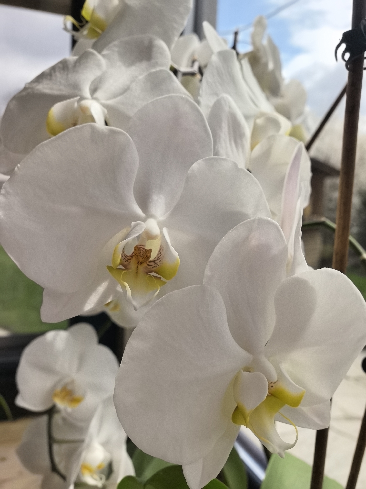 A close-up photograph depicts a cluster of white orchids with yellow and brown markings on the inner petals. The flowers are in focus, with the petals appearing smooth and slightly translucent. The background is blurred, showing a glimpse of a sky with clouds and what appears to be a window frame or support structure. The location is Unknown, Unknown.
