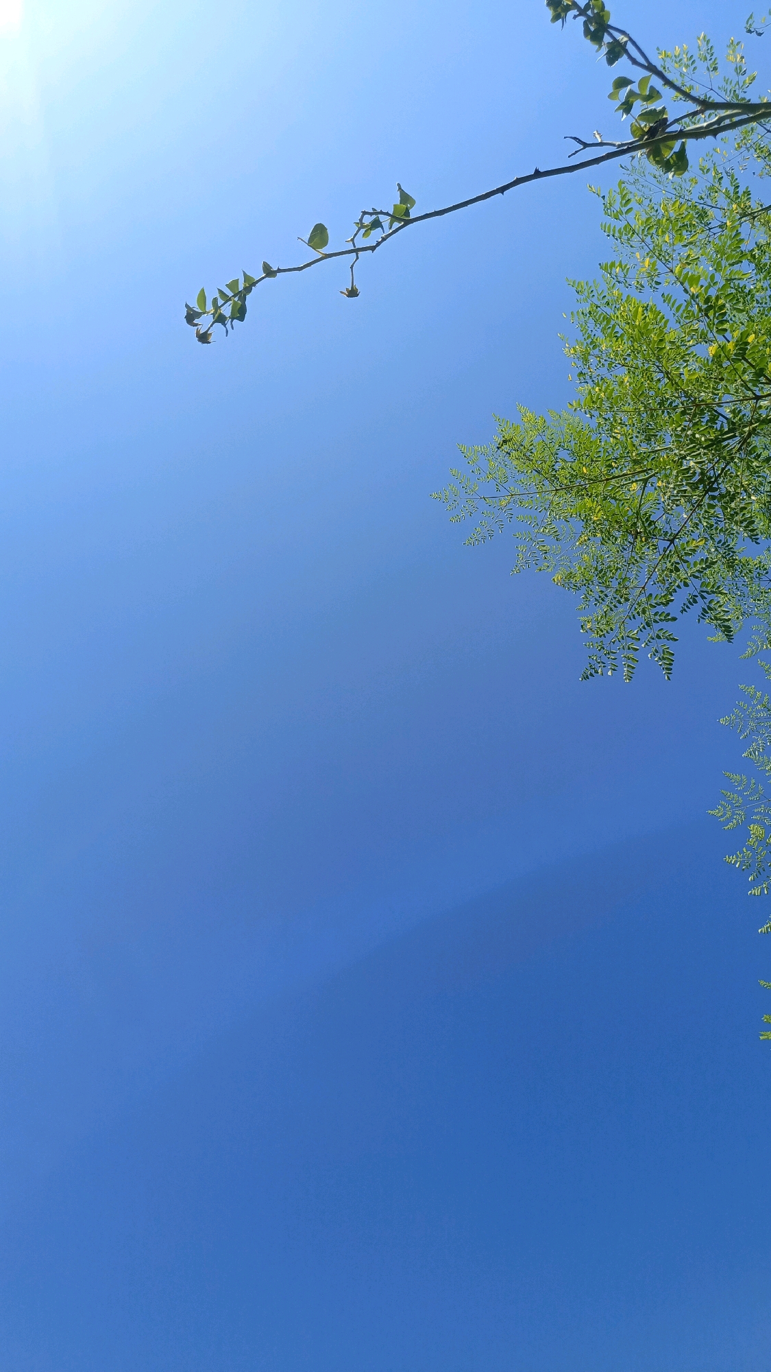 The image is a low-angle shot of a clear blue sky in Kebumen, Indonesia, with some green foliage from trees visible at the top right and left edges. A thin branch with a few leaves extends from the top left, with some smaller branches and a dried leaf or two. The sun's glare is visible in the upper left corner. The rest of the frame is dominated by the expanse of the sky, with a faint shadow or cloud formation visible in the upper right quadrant. There are no people or discernible objects in the sky itself.